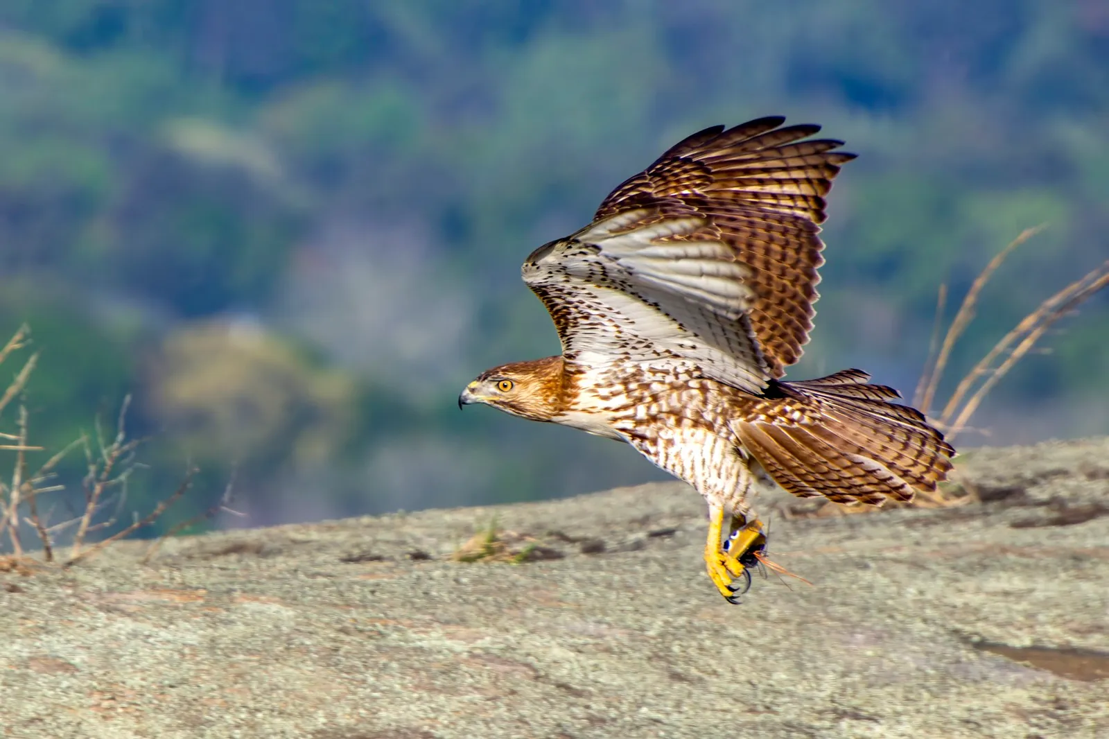 A young red-tailed hawk lifting off low over the granite with a blue jay in its talons, wings raised and tail fanned