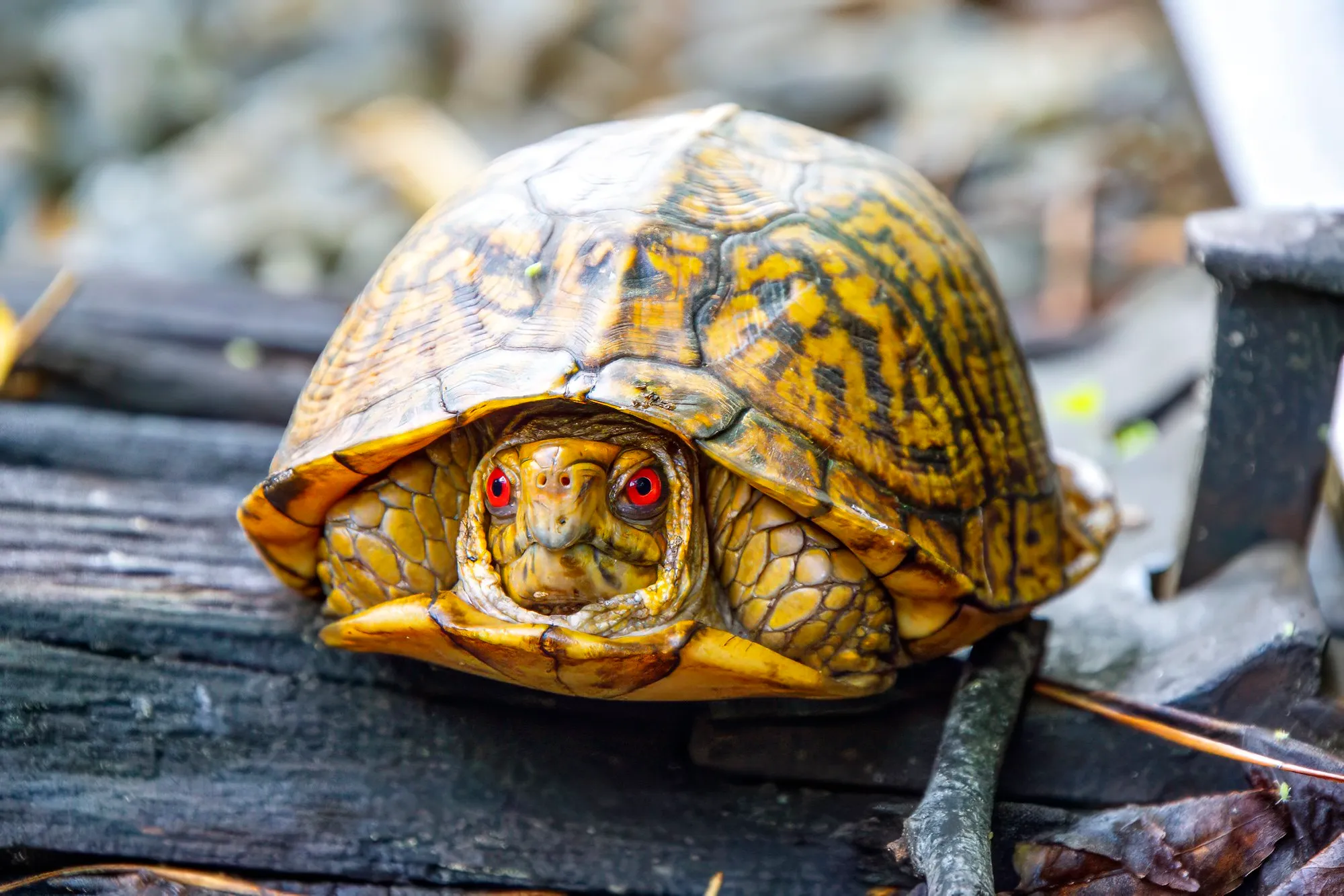 An eastern box turtle with bright red eyes, pulled halfway into its yellow-patterned shell on a weathered railroad tie
