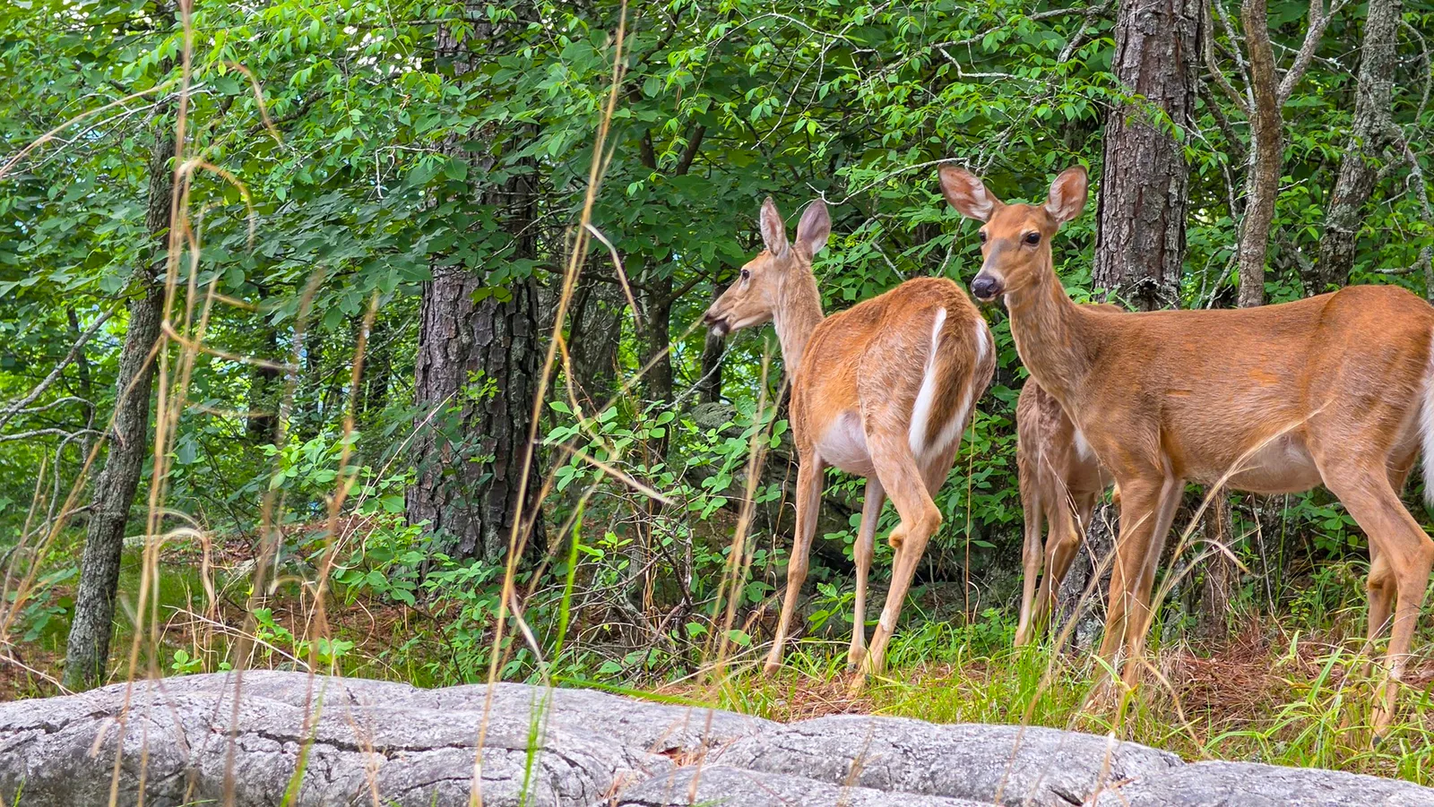 Two white-tailed deer standing on the granite edge among pines, one looking straight at the camera, the other turned toward the trees, Cherokee Trail, Stone Mountain, May 1, 2026