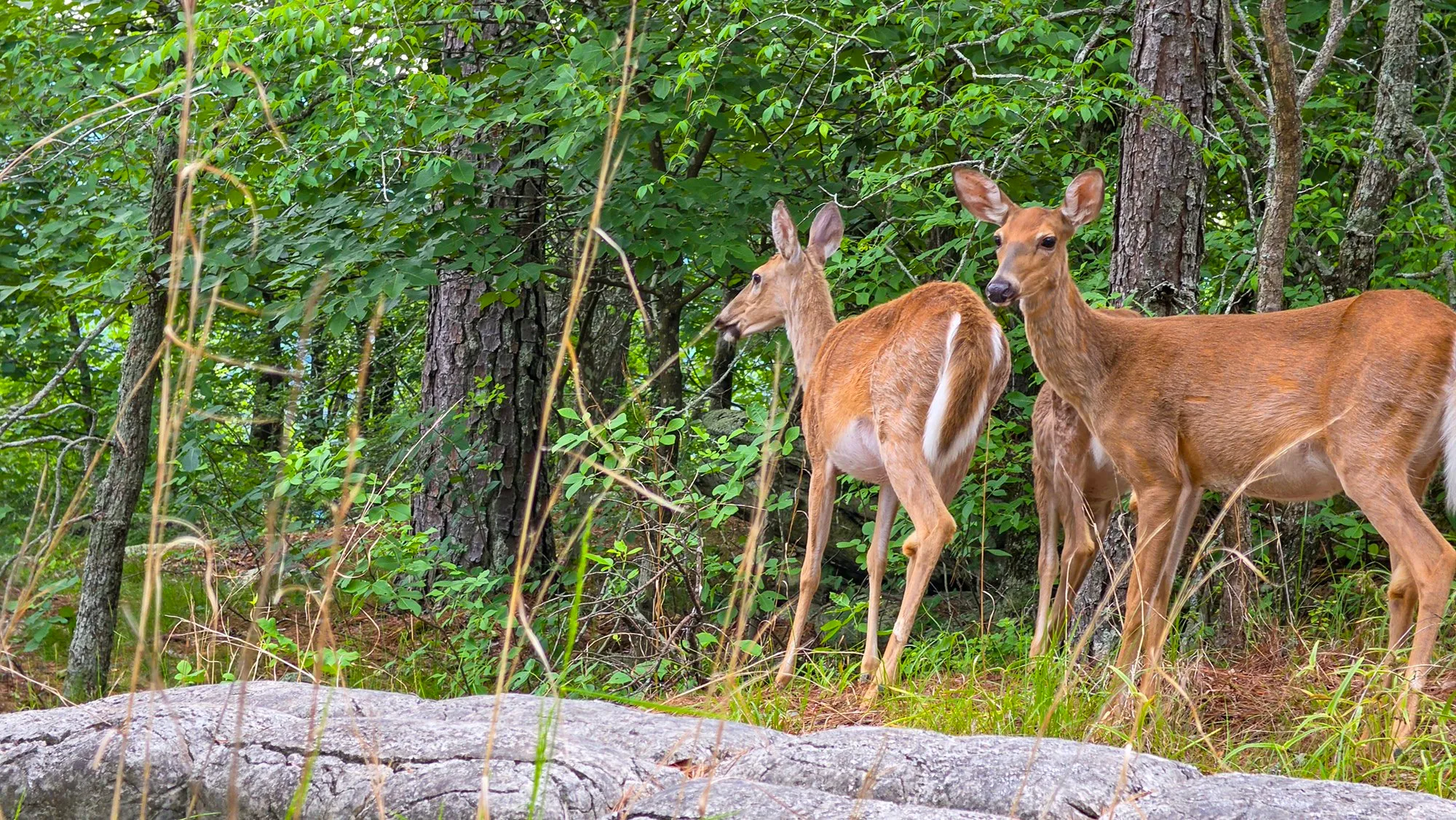 Two white-tailed deer standing on the granite edge among pines, one looking straight at the camera, the other turned toward the trees, Cherokee Trail, Stone Mountain, May 1, 2026
