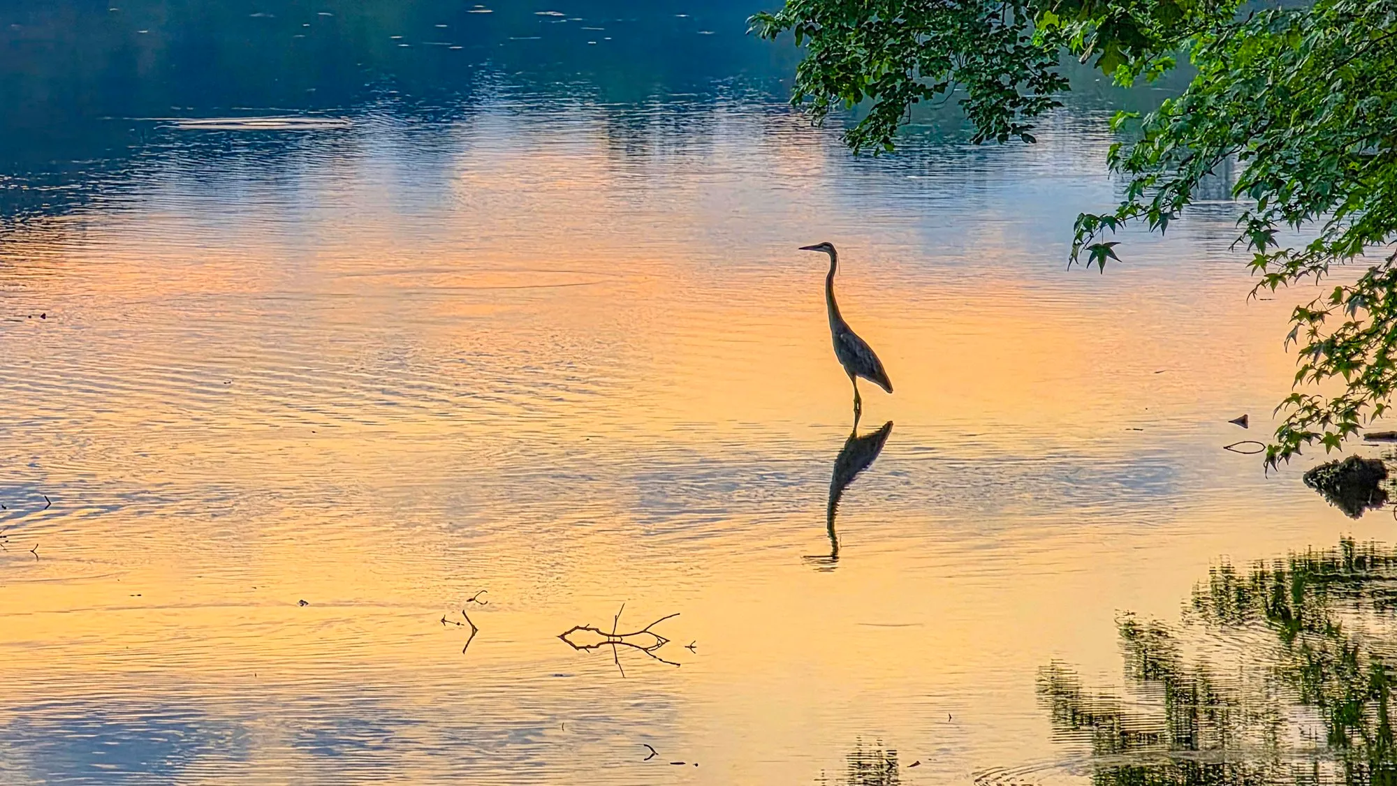 A great blue heron standing in the shallows in silhouette, its reflection under it, the lake gold and blue with the sunrise, Cherokee Trail, Stone Mountain, May 22, 2026