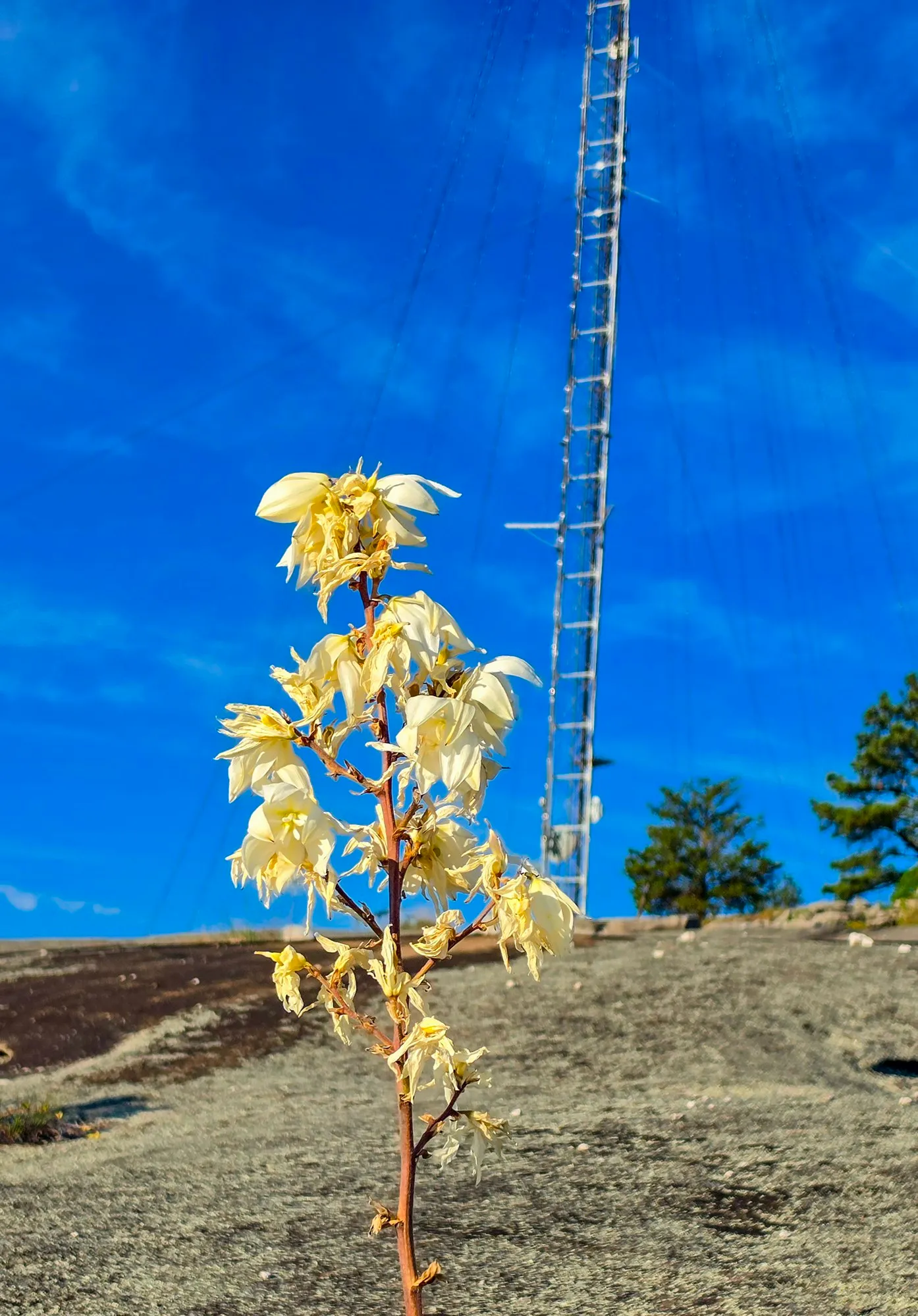 A yucca's flower stalk of nodding cream white bells against a deep blue sky on the bare granite summit, the transmission tower behind it, Cherokee Trail, Stone Mountain, May 16, 2026