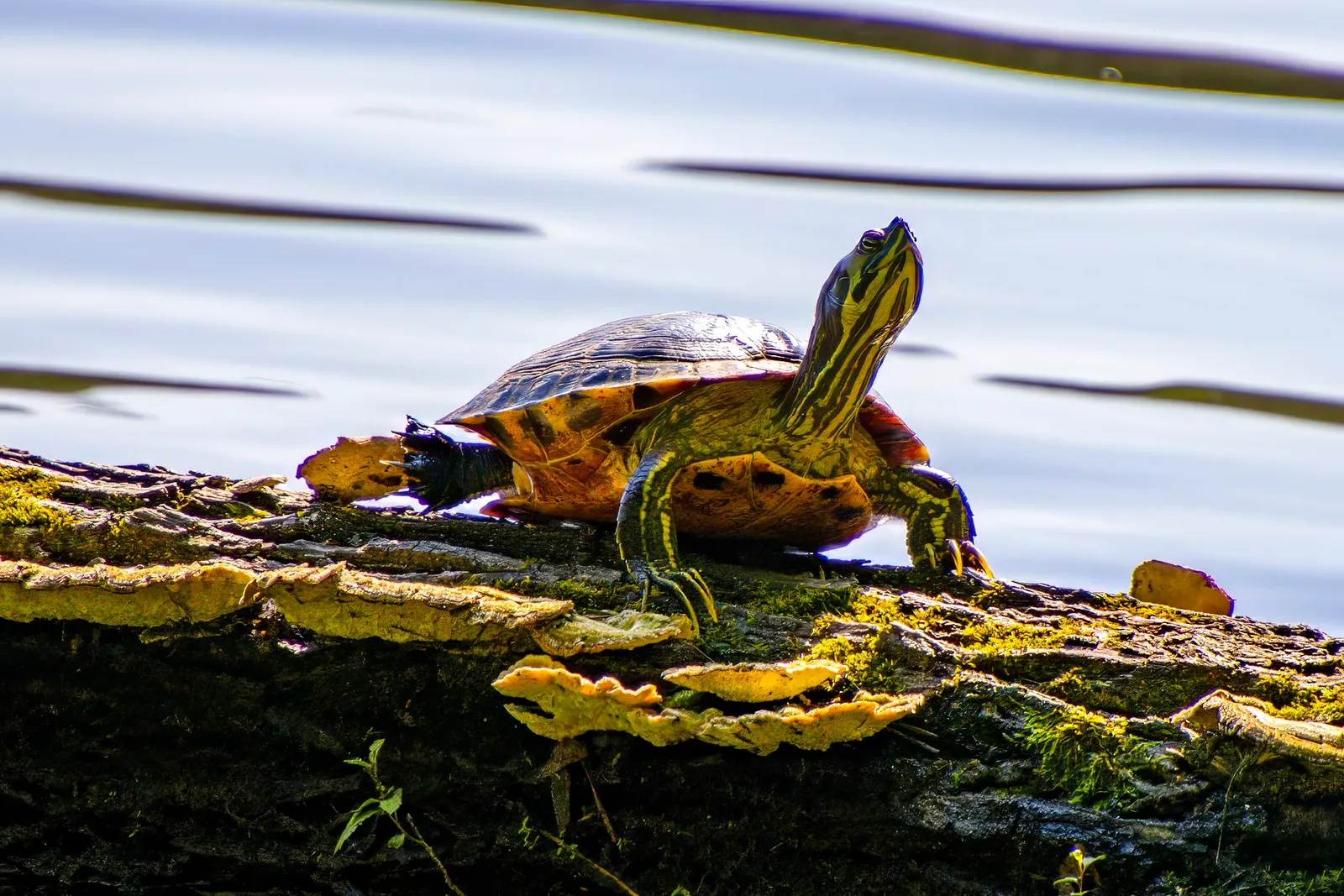 A yellow-bellied slider basking on a mossy log over the lake, its yellow-striped neck stretched up into the sun