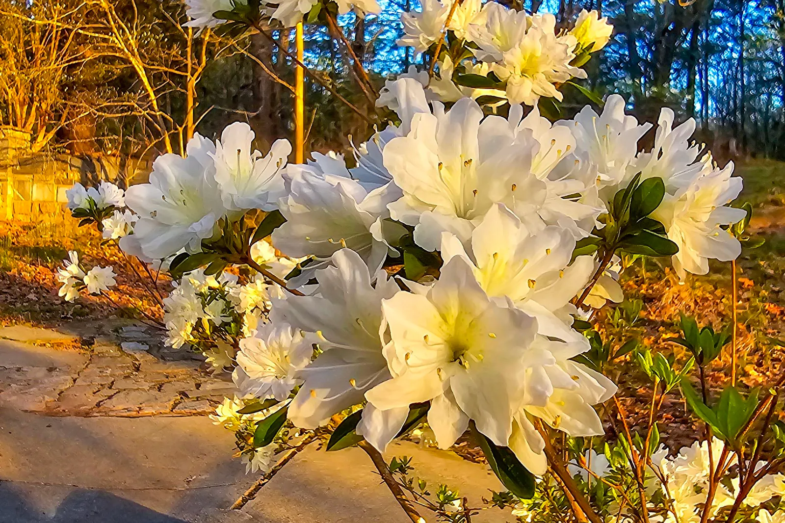White azaleas in full bloom beside a stone walkway, lit gold by the low sun, a stone wall and bare trees behind