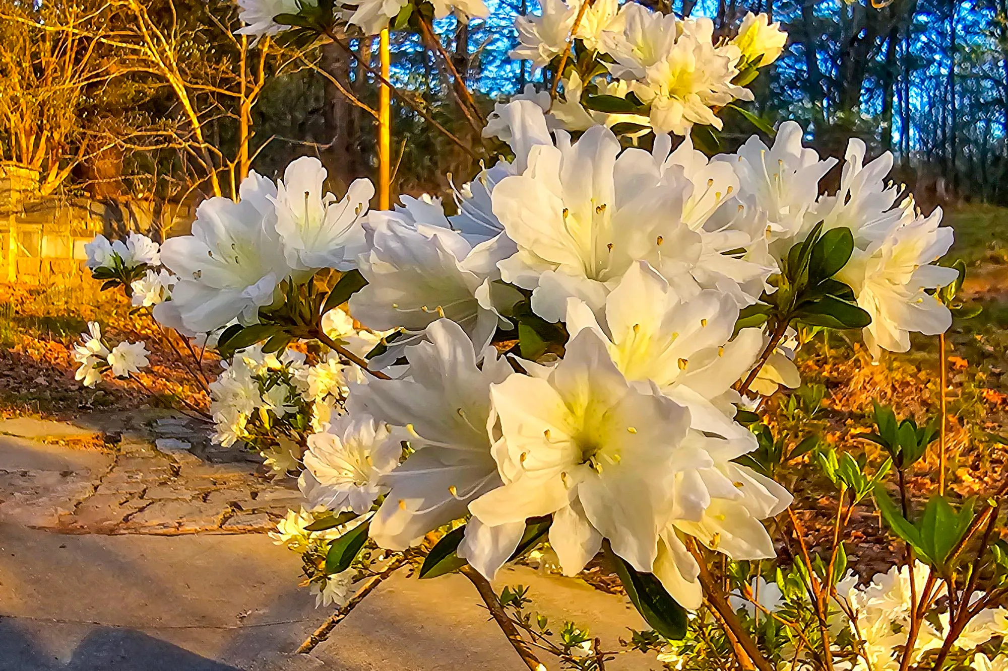 White azaleas in full bloom beside a stone walkway, lit gold by the low sun, a stone wall and bare trees behind