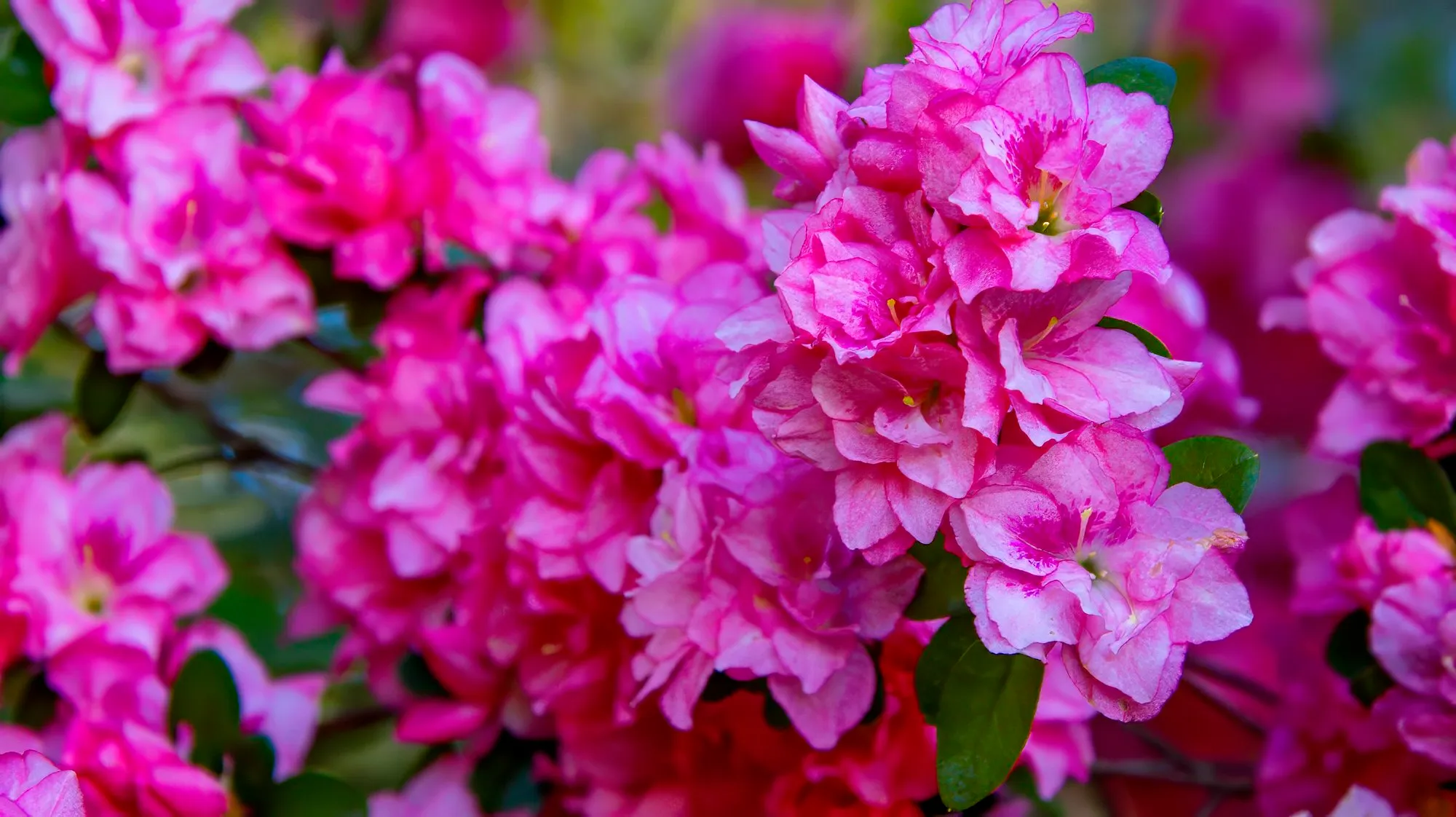 Deep pink azalea flowers packed along a branch, each bloom carrying a darker blotch on its upper petal, small evergreen leaves between them, April 6, 2024
