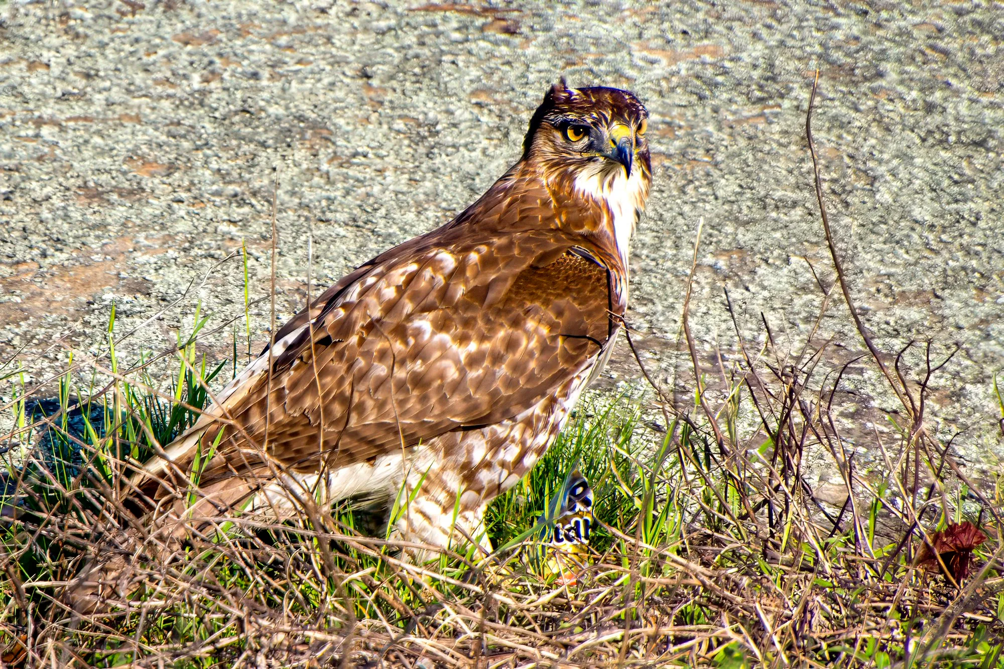 A young red-tailed hawk standing in the grass at the edge of the granite with a blue jay under its feet, looking back at the camera