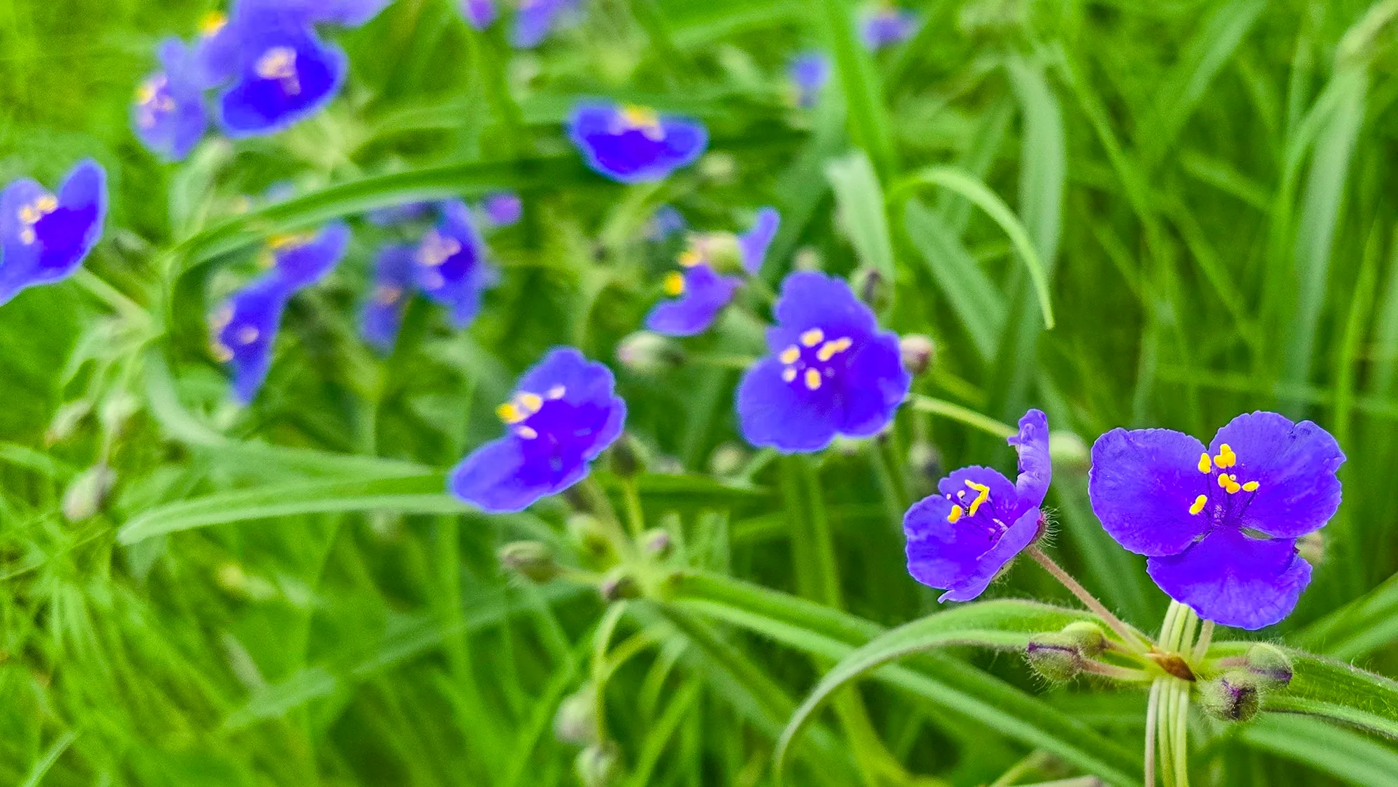 Blue-violet spiderwort flowers with three petals and yellow anthers among grass-like leaves