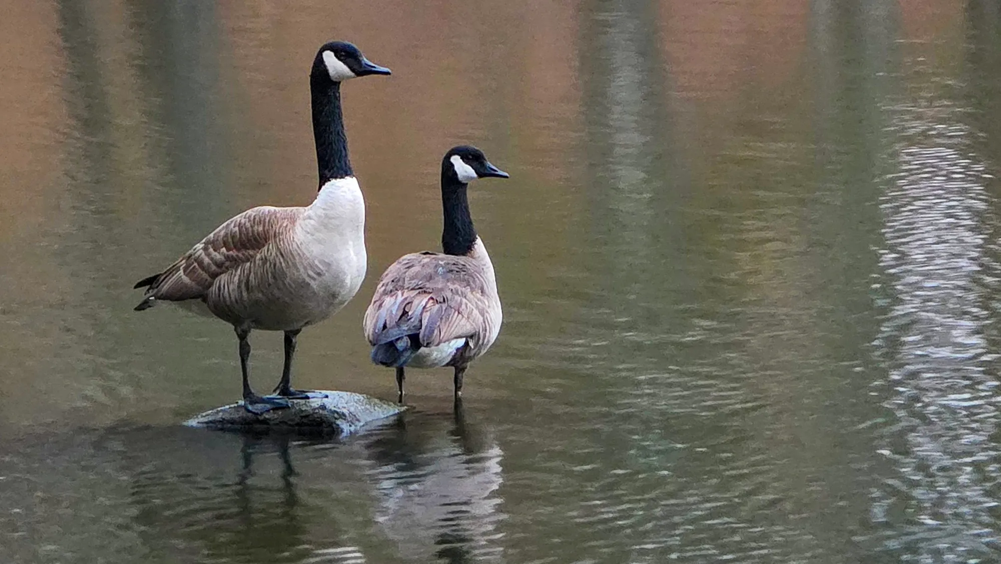 A pair of Canada geese on a rock just above the lake, one standing tall and the other hunched behind it, the water gray brown and still