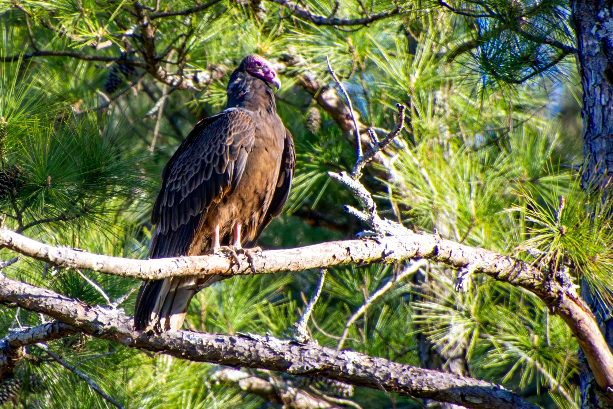 A turkey vulture perched on a pine limb in the sun, its bare red head turned to the side