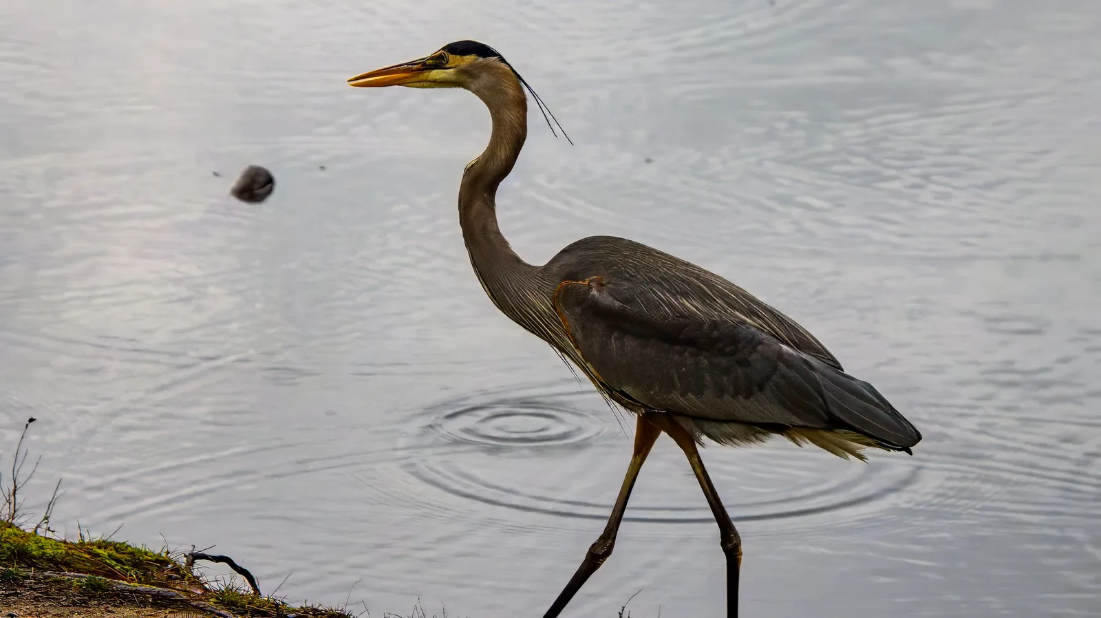 A great blue heron striding through the shallows at the edge of the lake, its neck drawn back into an S and the rings of its last step spreading behind it, January 27, 2024
