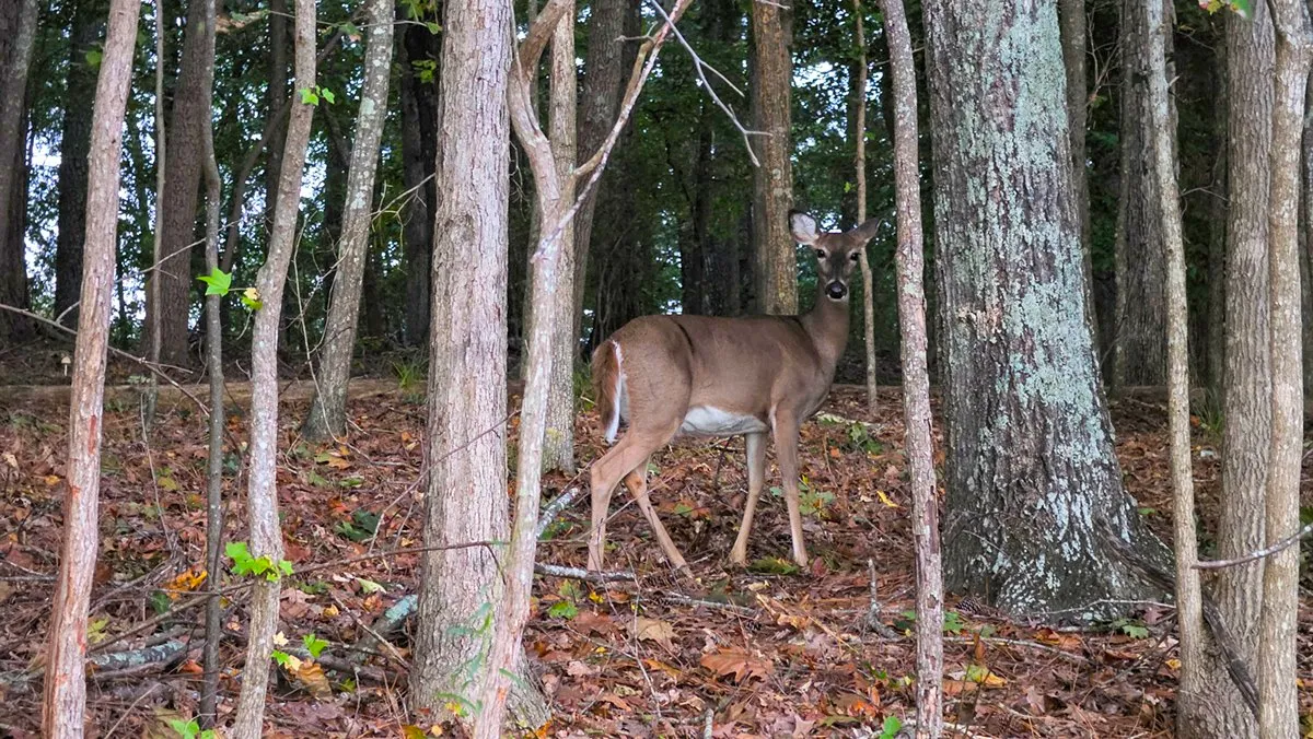 A white-tailed deer without antlers among thin trunks on the leaf litter, turned to look straight back, its white tail showing