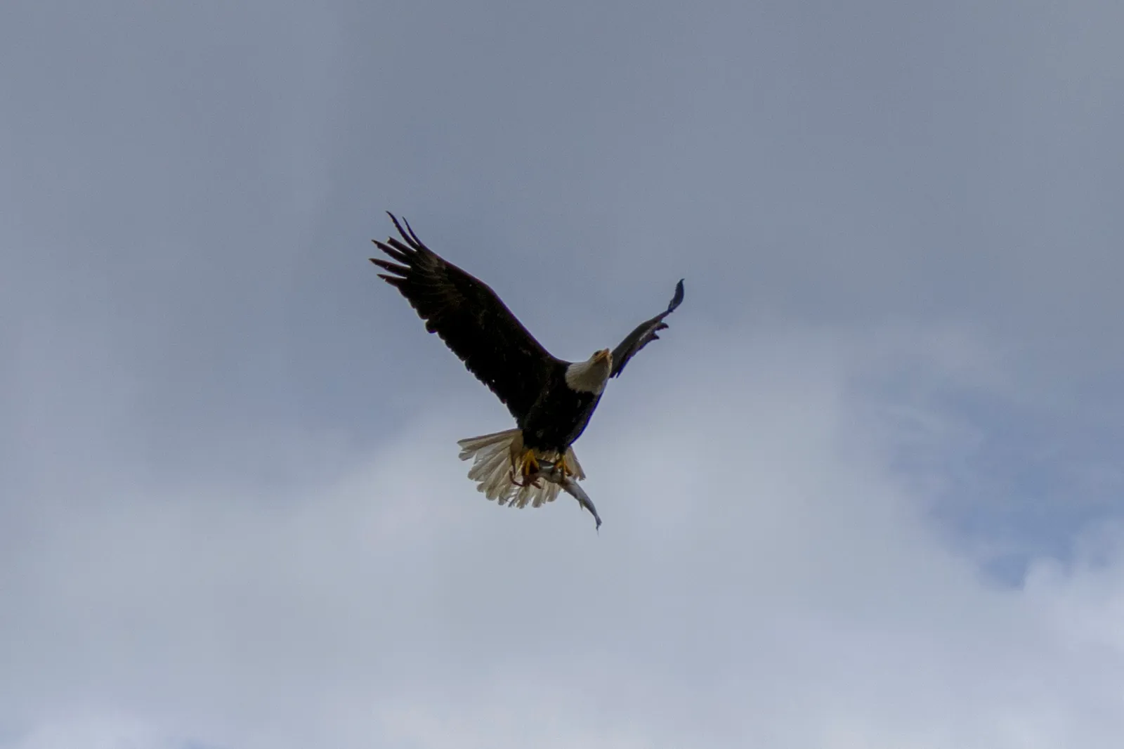 A bald eagle in flight over Icy Strait