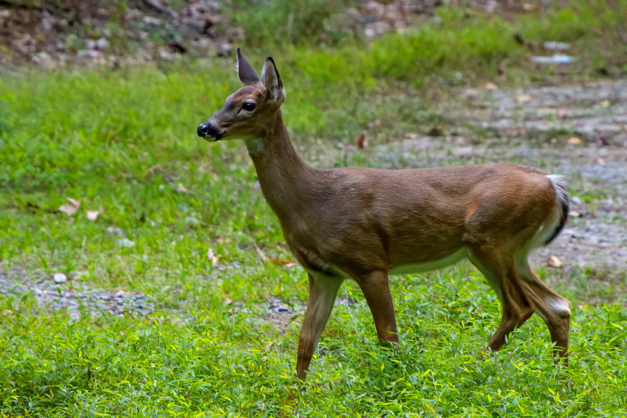 A slim white-tailed deer walking through green grass beside a gravel bed, head up and ears forward