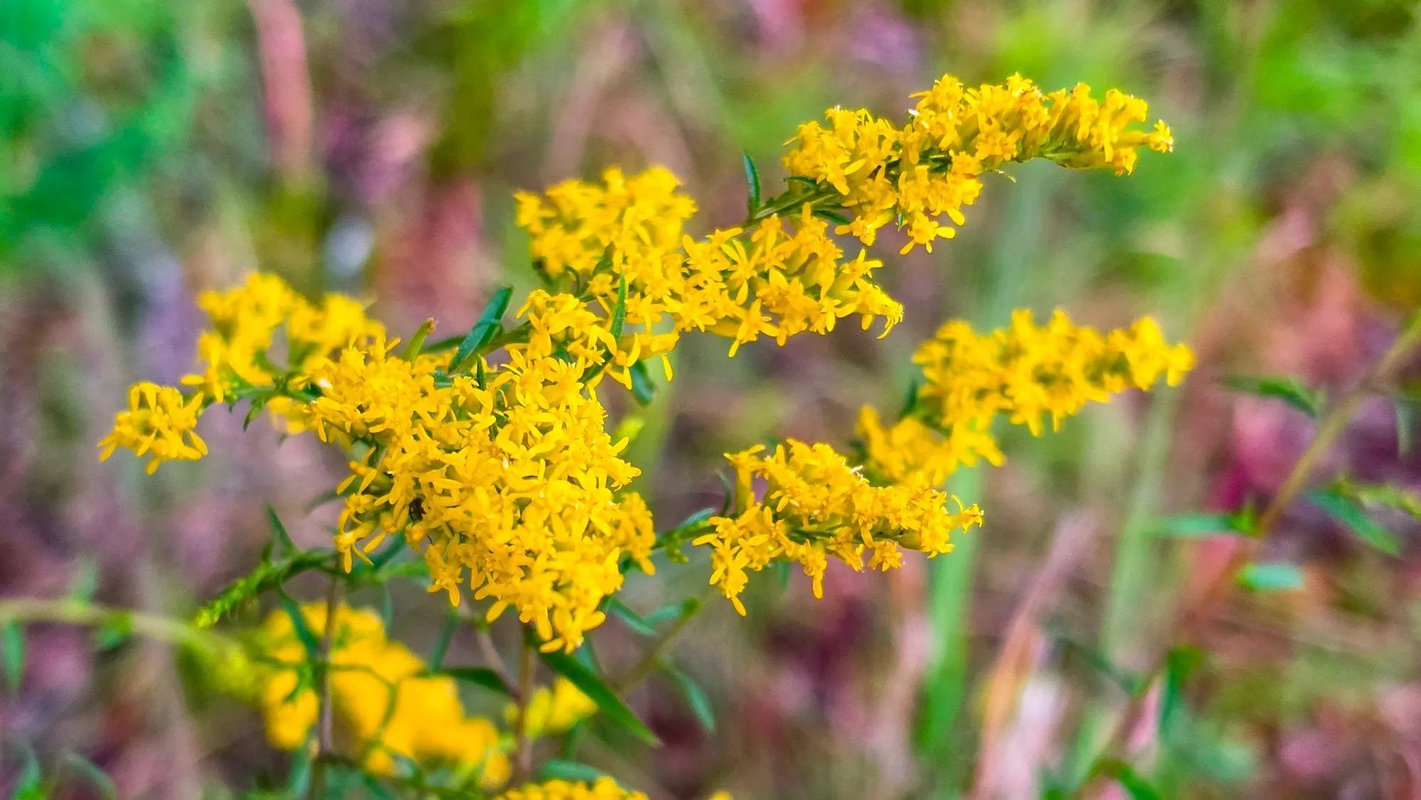 Goldenrod in bloom, dense sprays of tiny yellow flower heads along arching stems with narrow leaves, a soft blur of green and purple behind