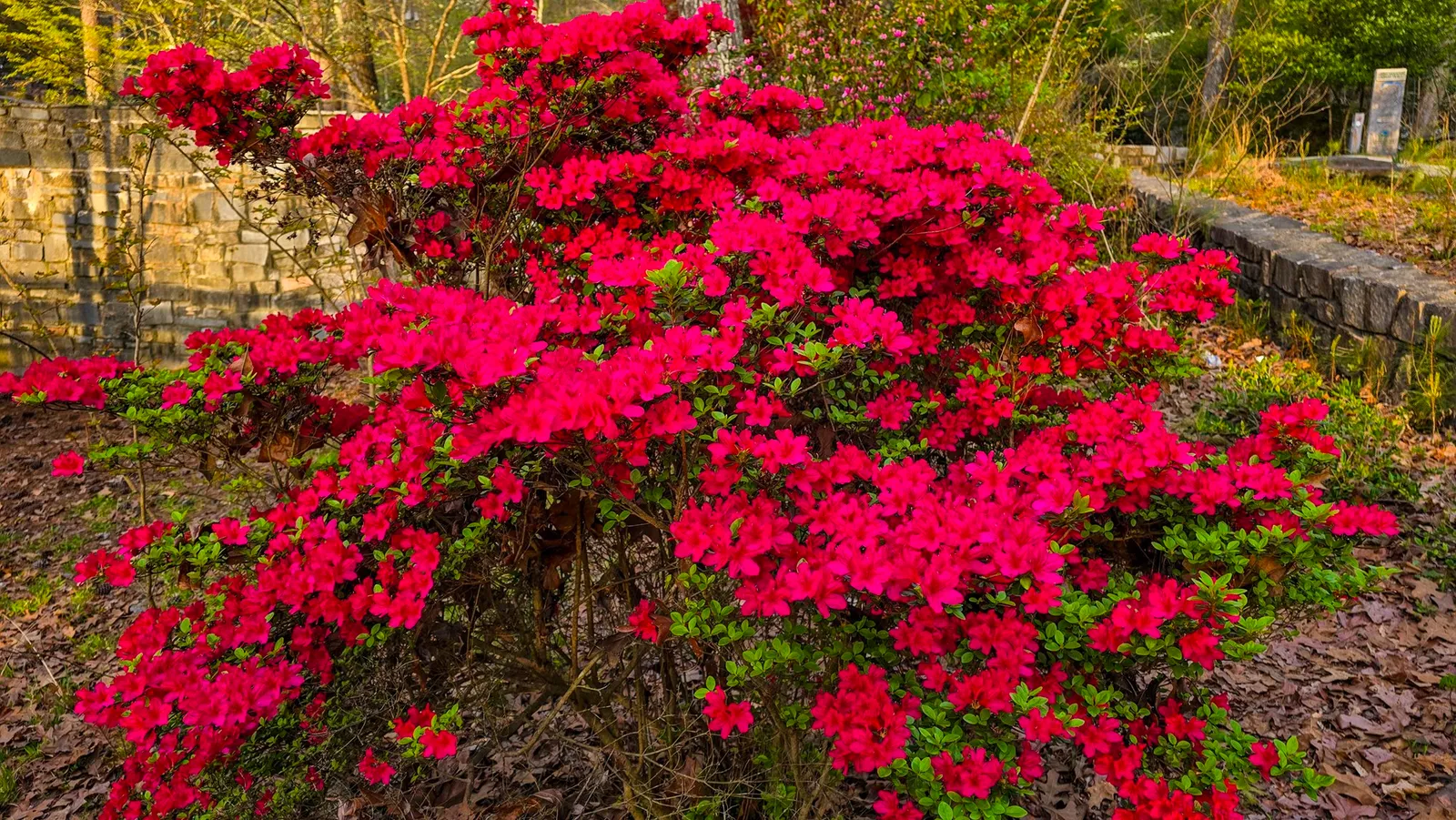 A large azalea covered in magenta flowers beside a stone wall, the path and a trail sign behind it