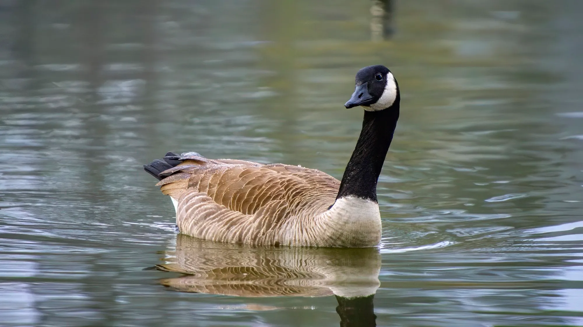 A Canada goose swimming on still gray water, its black head and neck and white cheek strap sharp against the pale reflection of the far bank, January 27, 2024