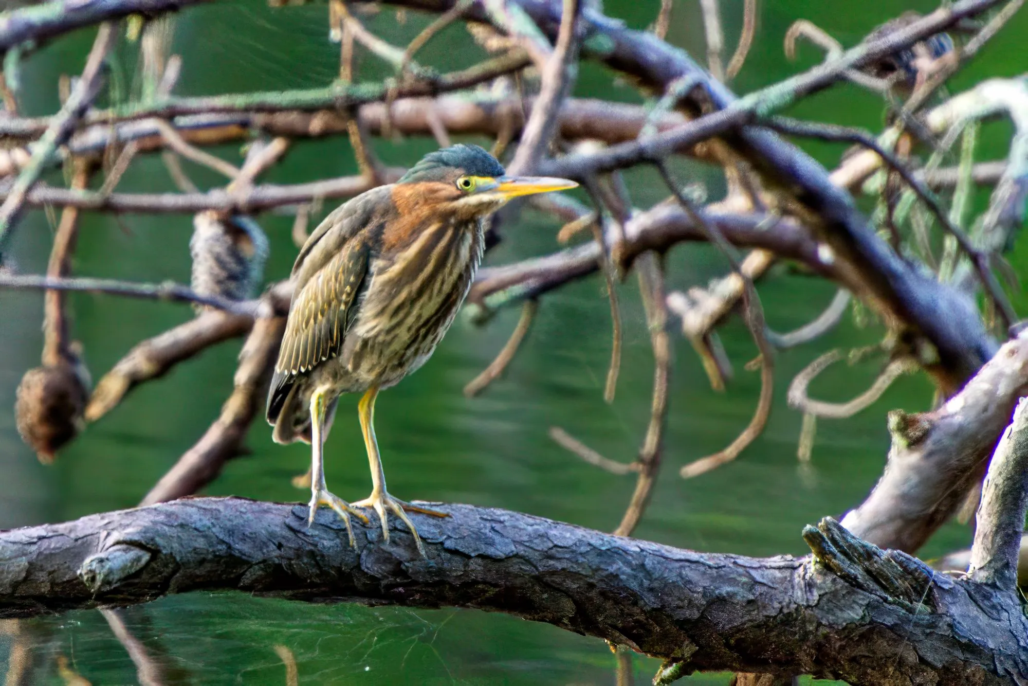 A young green heron perched on a dead limb over the lake, its neck and breast streaked brown and white, its yellow legs gripping the branch