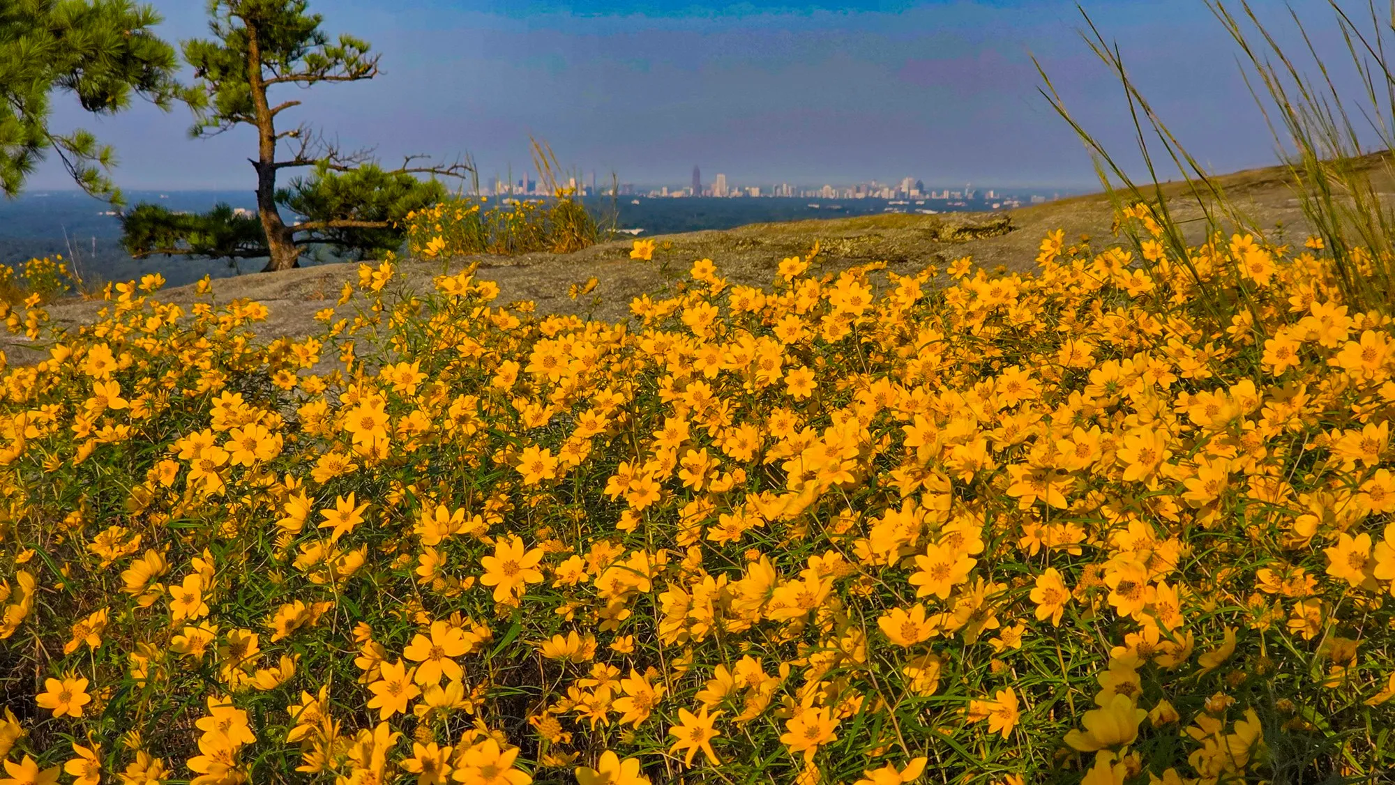 A spread of yellow daisies over the summit granite, a lone pine on the left and the Atlanta skyline on the horizon through haze