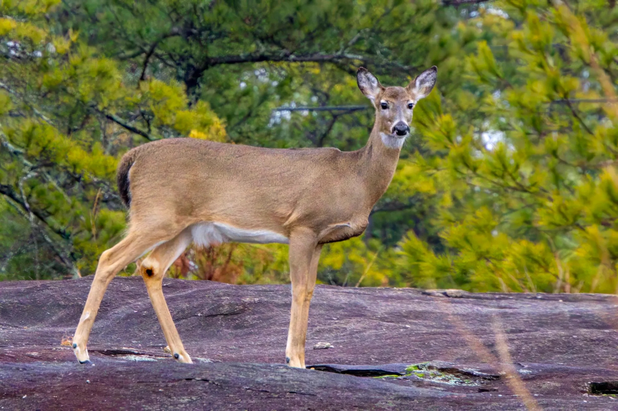 A white-tailed deer without antlers in its gray-brown winter coat, standing side-on across bare granite and looking at the camera, ears up, pines behind