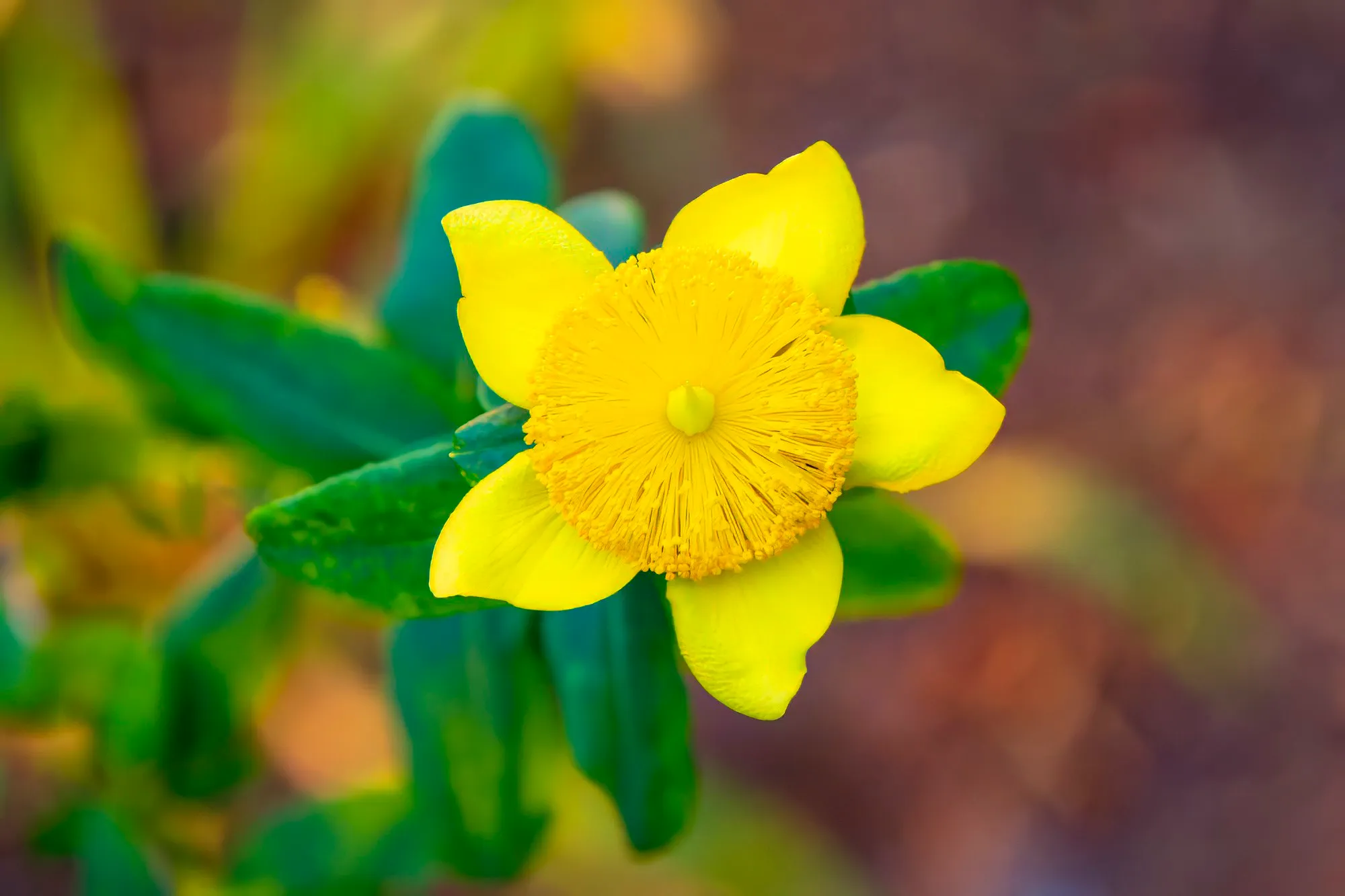 A yellow St. John's wort flower with five pinwheel petals around a dense brush of stamens, blue-green leaves behind