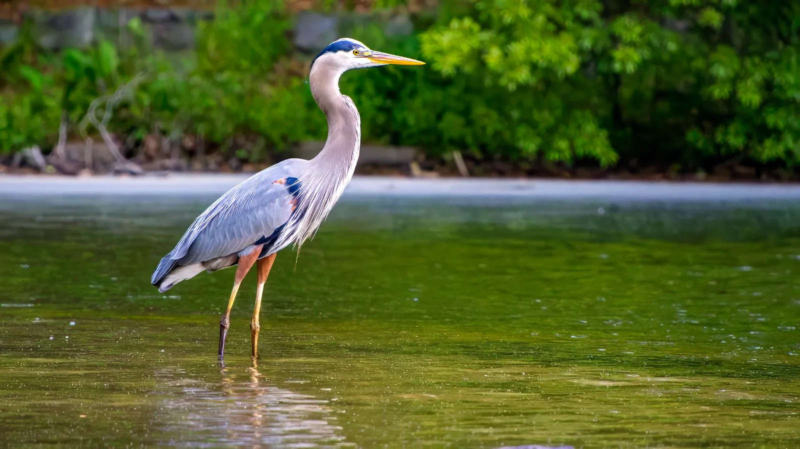 A great blue heron standing in shallow green water, its neck folded and the plumes hanging from its breast, the far bank bright with new growth, Cherokee Trail, Stone Mountain, April 27, 2024