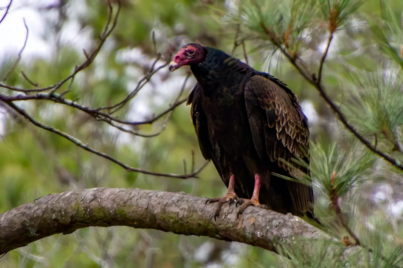 A turkey vulture on a thick pine limb, its bare red head tilted toward the camera