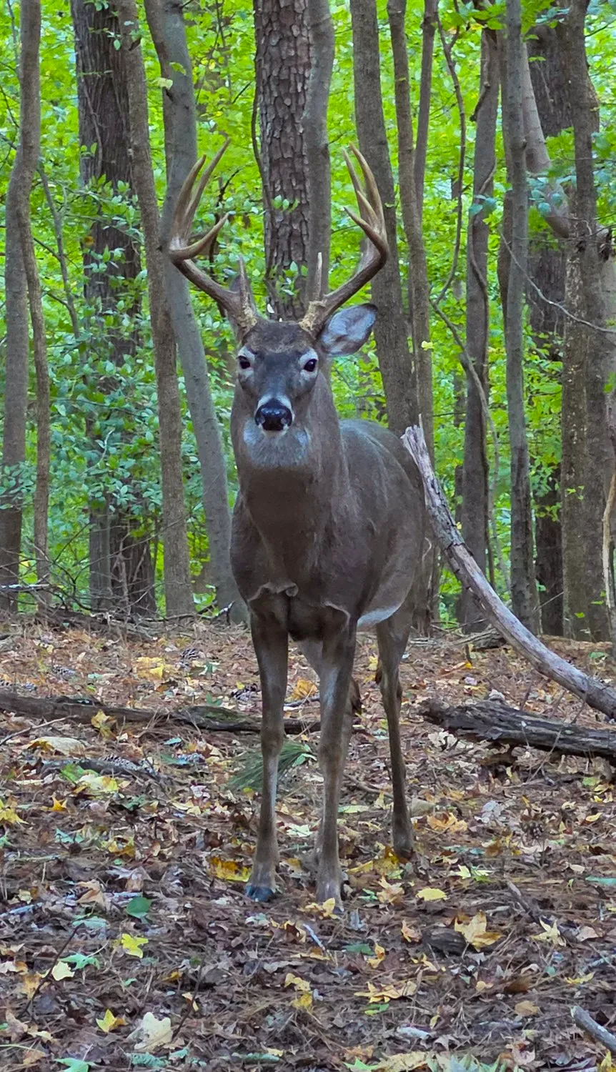 A white-tailed buck with a wide rack of antlers standing face on among the trees, fallen leaves and branches on the ground around him