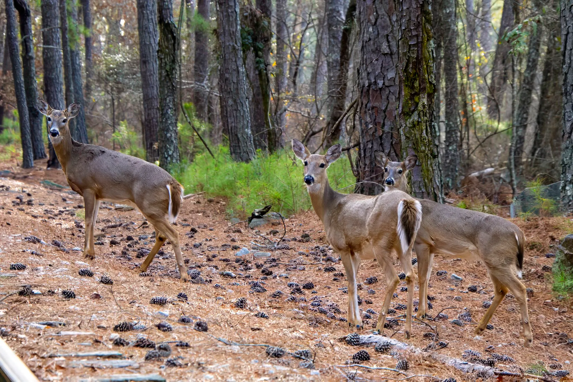 Three white-tailed deer in their gray winter coats among the pines on a floor of needles and cones, all three looking at the camera
