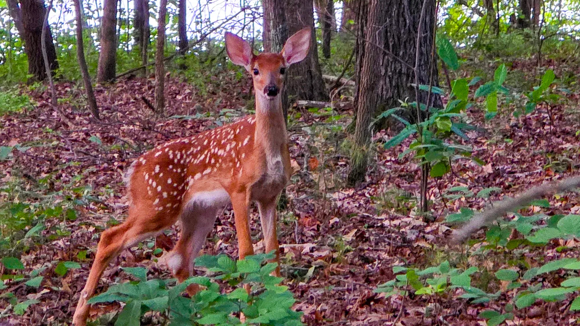 A white-tailed deer fawn in the woods, its spots still bright on its back, standing among low leaves and looking straight at the camera