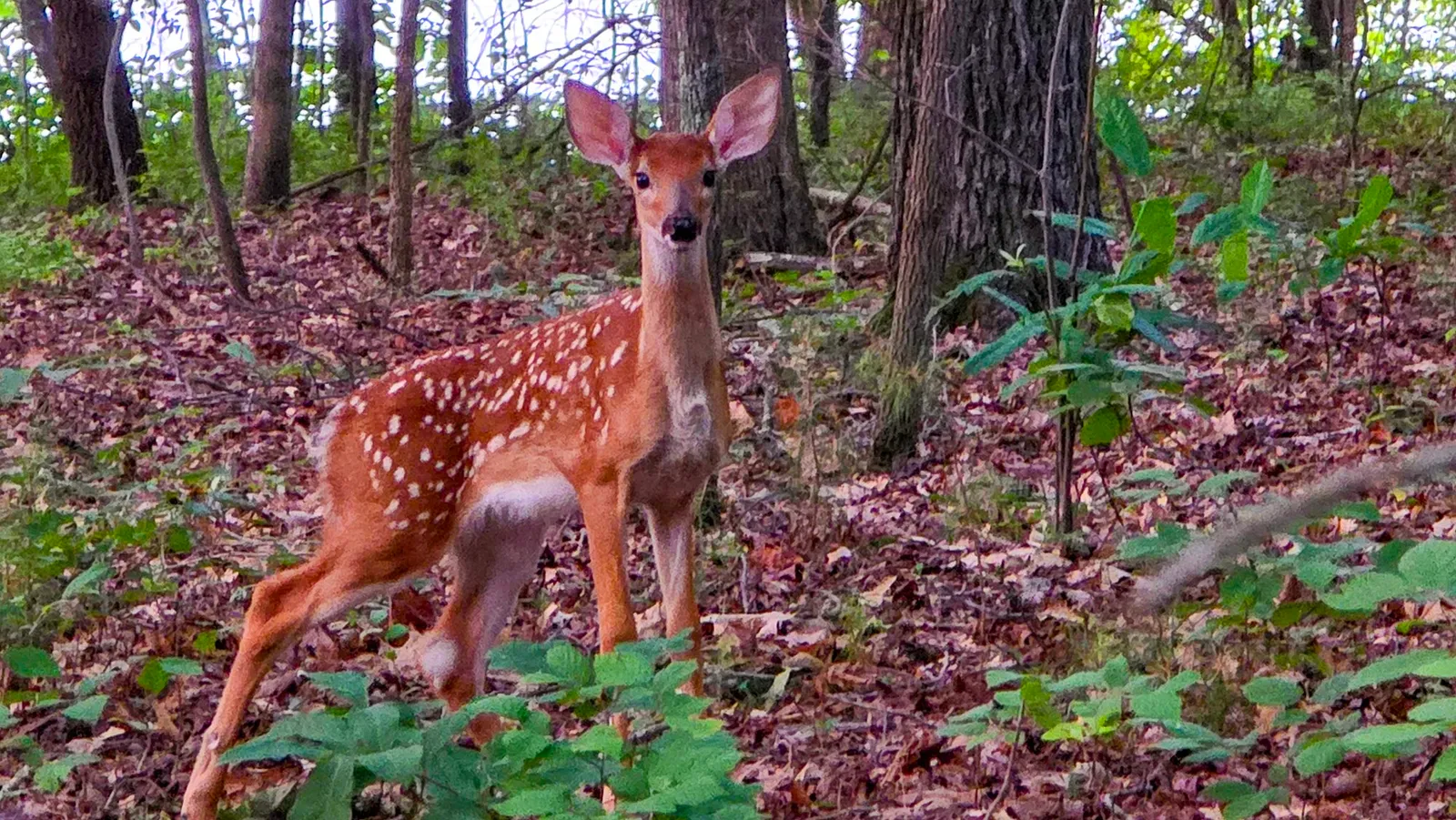 A white-tailed deer fawn in the woods, its spots still bright on its back, standing among low leaves and looking straight at the camera