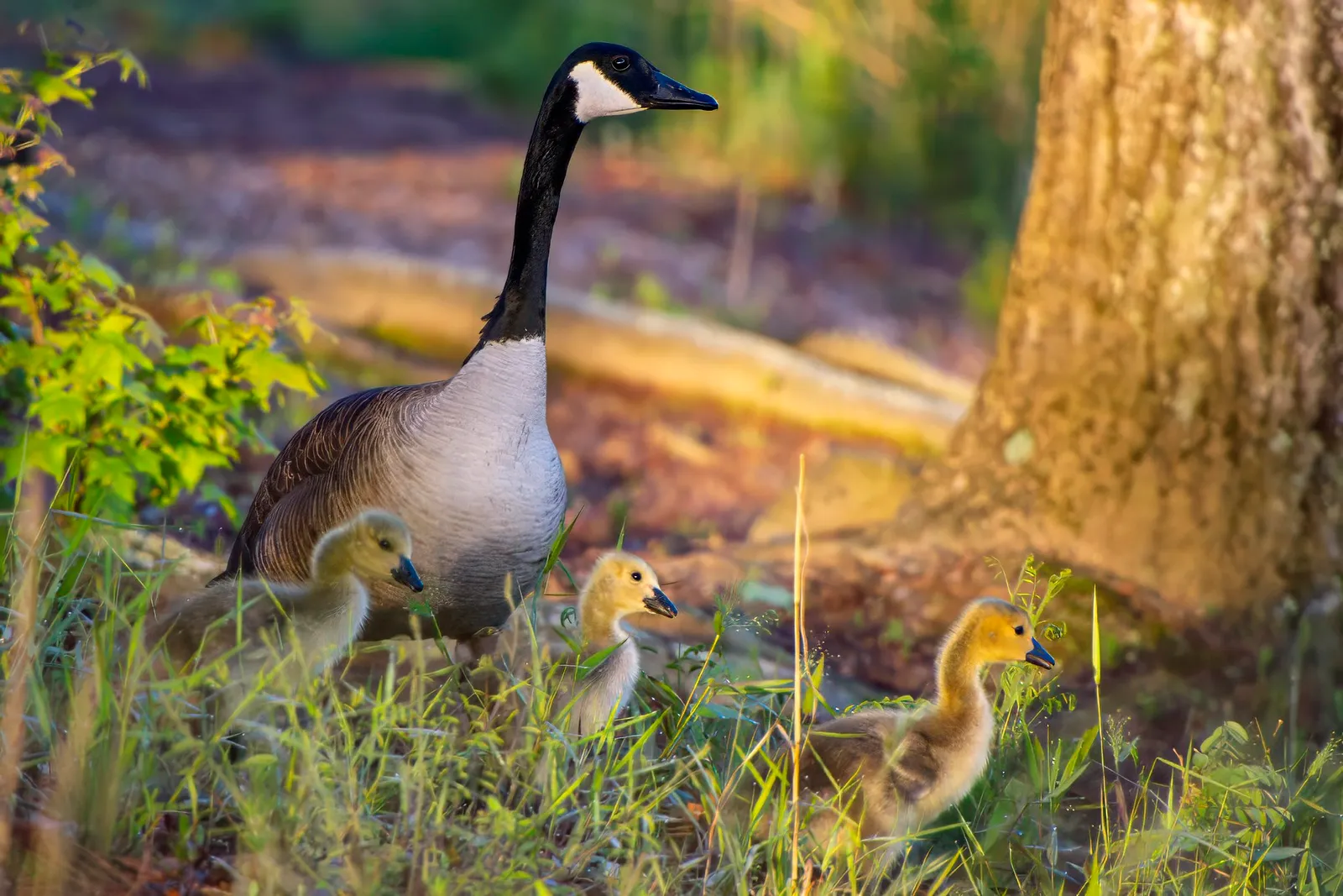 A Canada goose standing over three downy goslings in the grass at the foot of a tree, the low sun lighting their yellow down, April 28, 2024