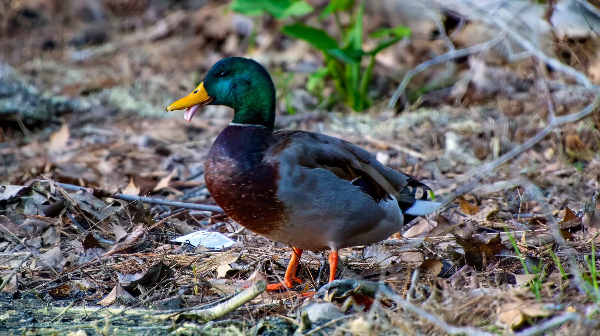 A mallard drake on the leaf litter at the water's edge, its green head and yellow bill catching the last of the light, its bill slightly open, March 24, 2024