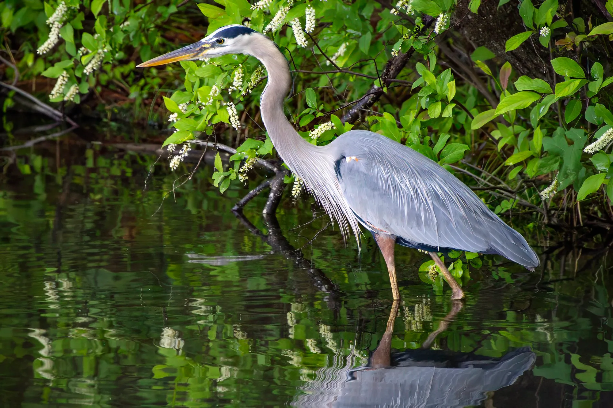 A great blue heron wading in dark water under a shrub hung with white flower spikes, its reflection below