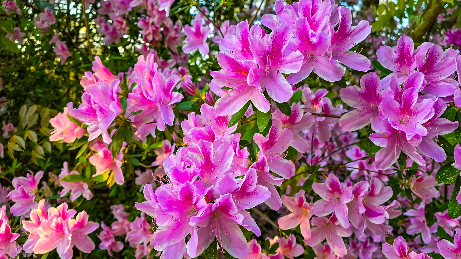Pink azalea flowers with darker speckled throats crowding a shrub in the morning sun