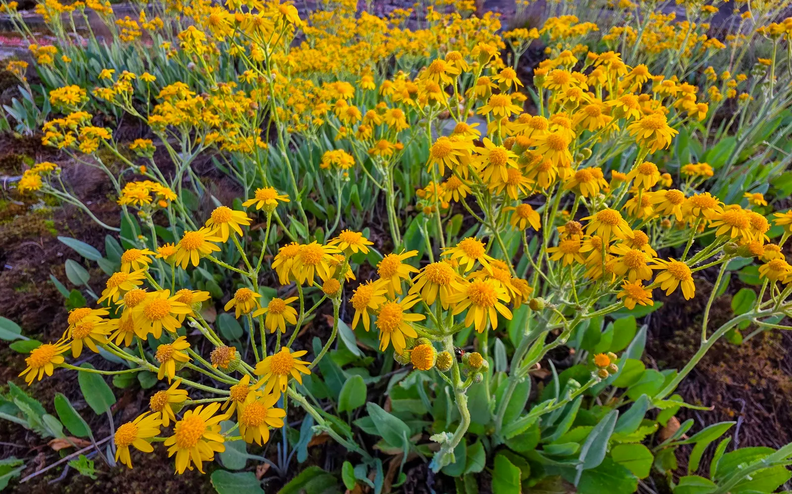 A patch of woolly ragwort in bloom on the outcrop, small yellow heads in loose clusters over gray felted leaves, moss and bare rock around them