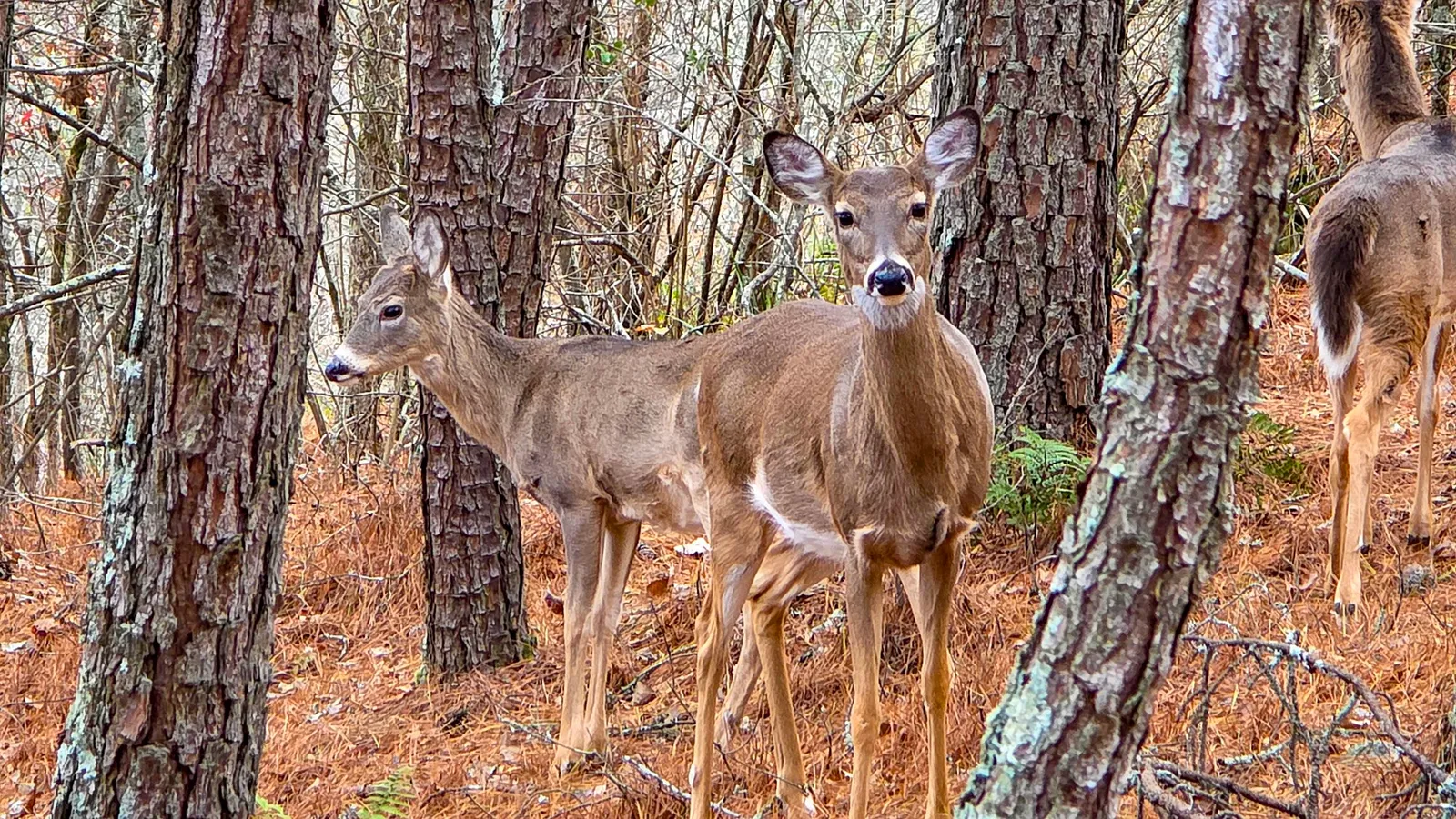 A white-tailed doe facing the camera between pine trunks on a floor of orange needles, a smaller fawn in its gray coat beside her and a third deer walking away