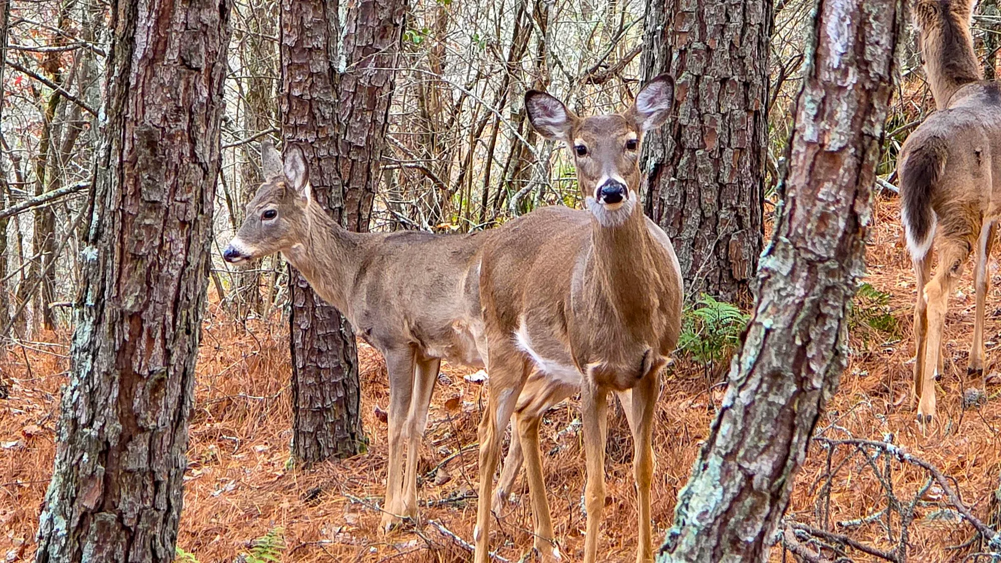 A white-tailed doe facing the camera between pine trunks on a floor of orange needles, a smaller fawn in its gray coat beside her and a third deer walking away