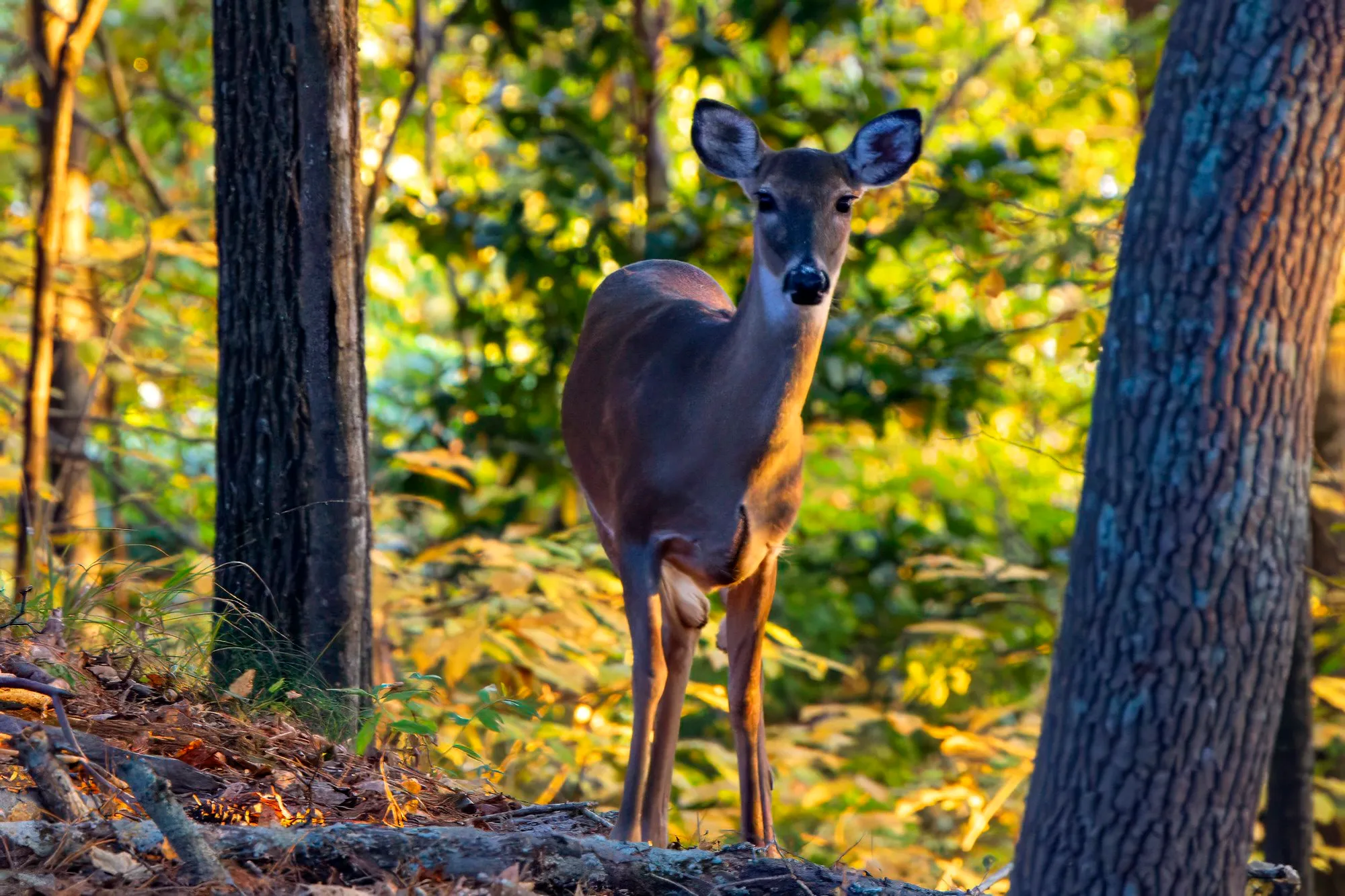 A white-tailed doe on a fallen log between tree trunks, facing the camera, the leaves behind her turning yellow in the low sun
