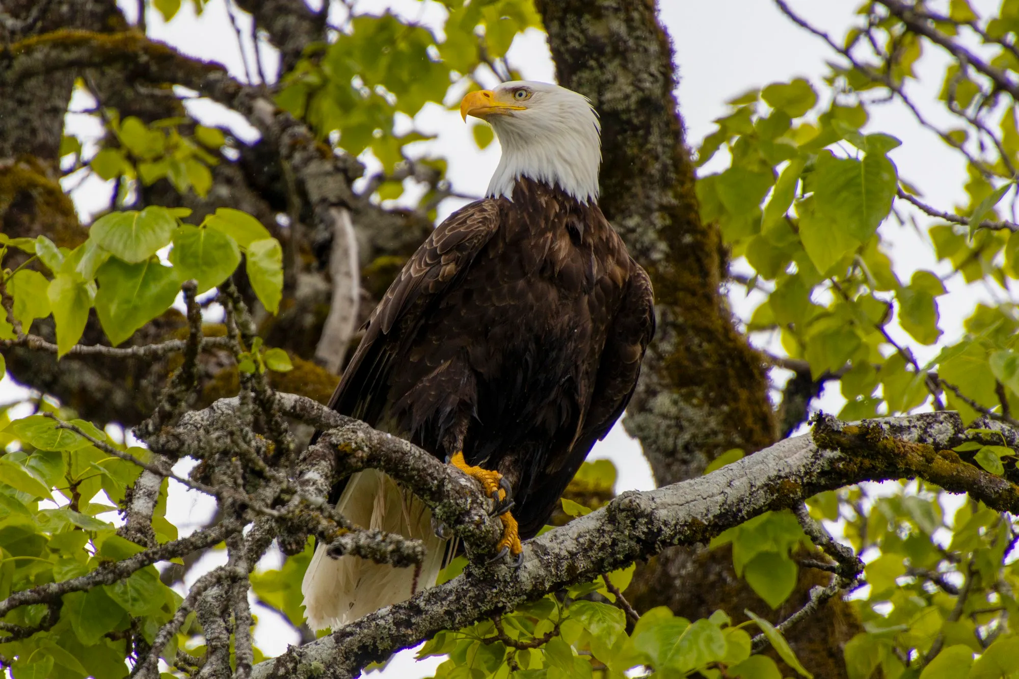 A bald eagle on a branch above the road at Icy Strait Point, with the lens at 400 mm