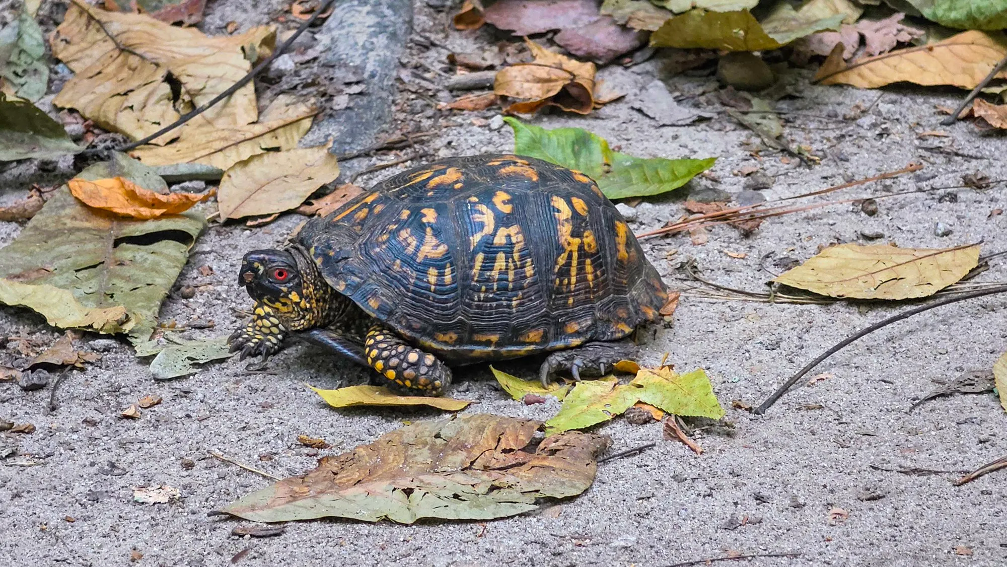An eastern box turtle on the sandy trail among fallen leaves, its domed shell marked in orange and yellow, a red eye turned to the camera, Cherokee Trail, Stone Mountain, September 20, 2026
