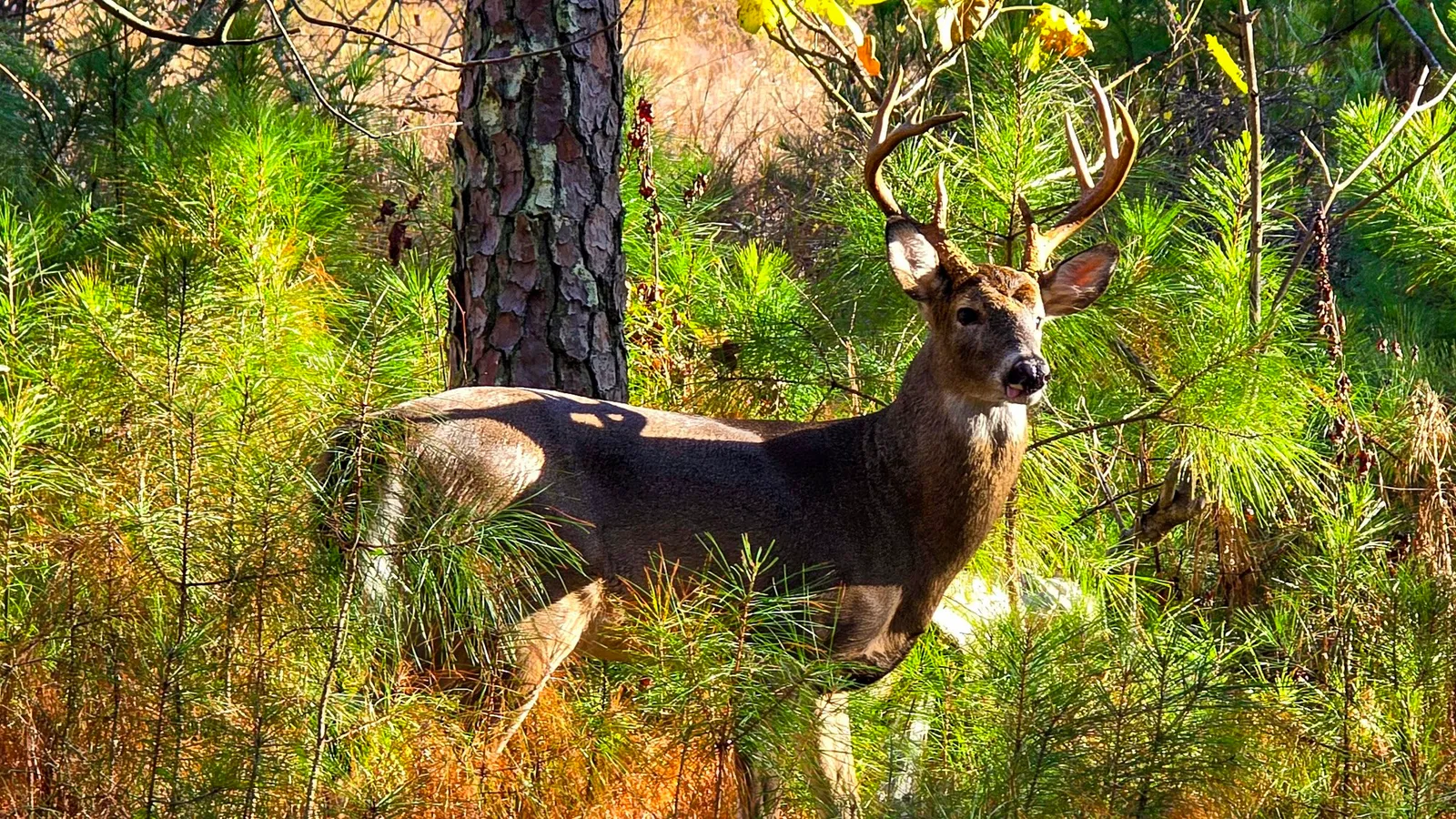A white-tailed buck with a heavy rack of antlers standing among young pines in the morning sun, looking back at the camera