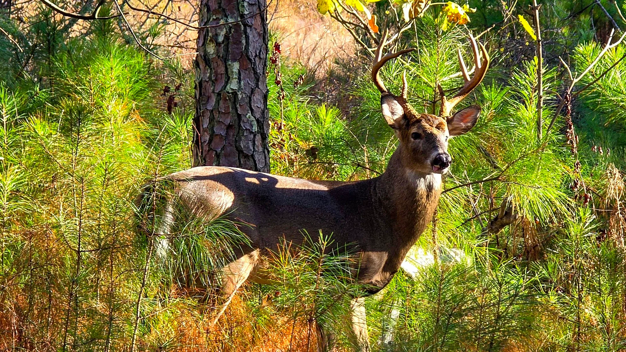 A white-tailed buck with a heavy rack of antlers standing among young pines in the morning sun, looking back at the camera
