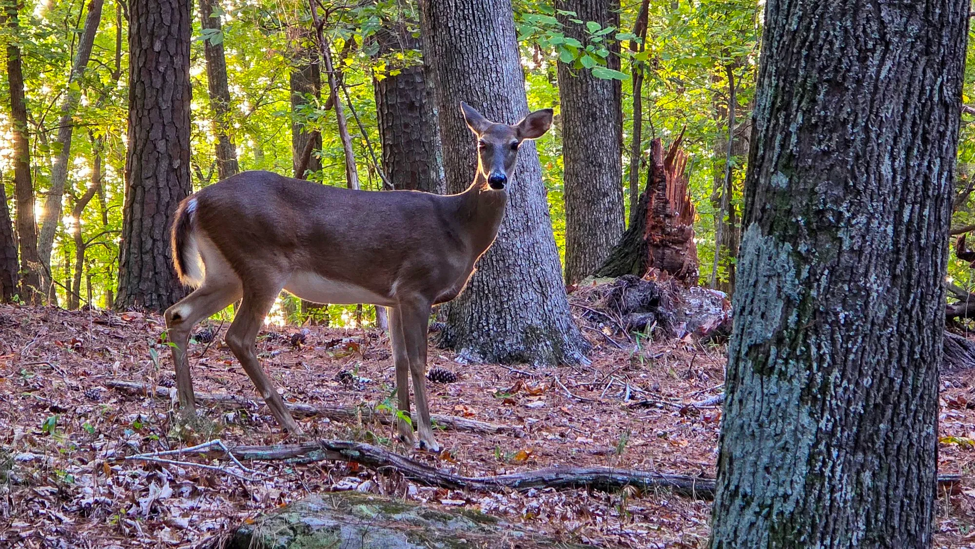 A white-tailed doe among the trunks on a leaf-covered slope, head turned to the camera, the morning sun low behind the trees