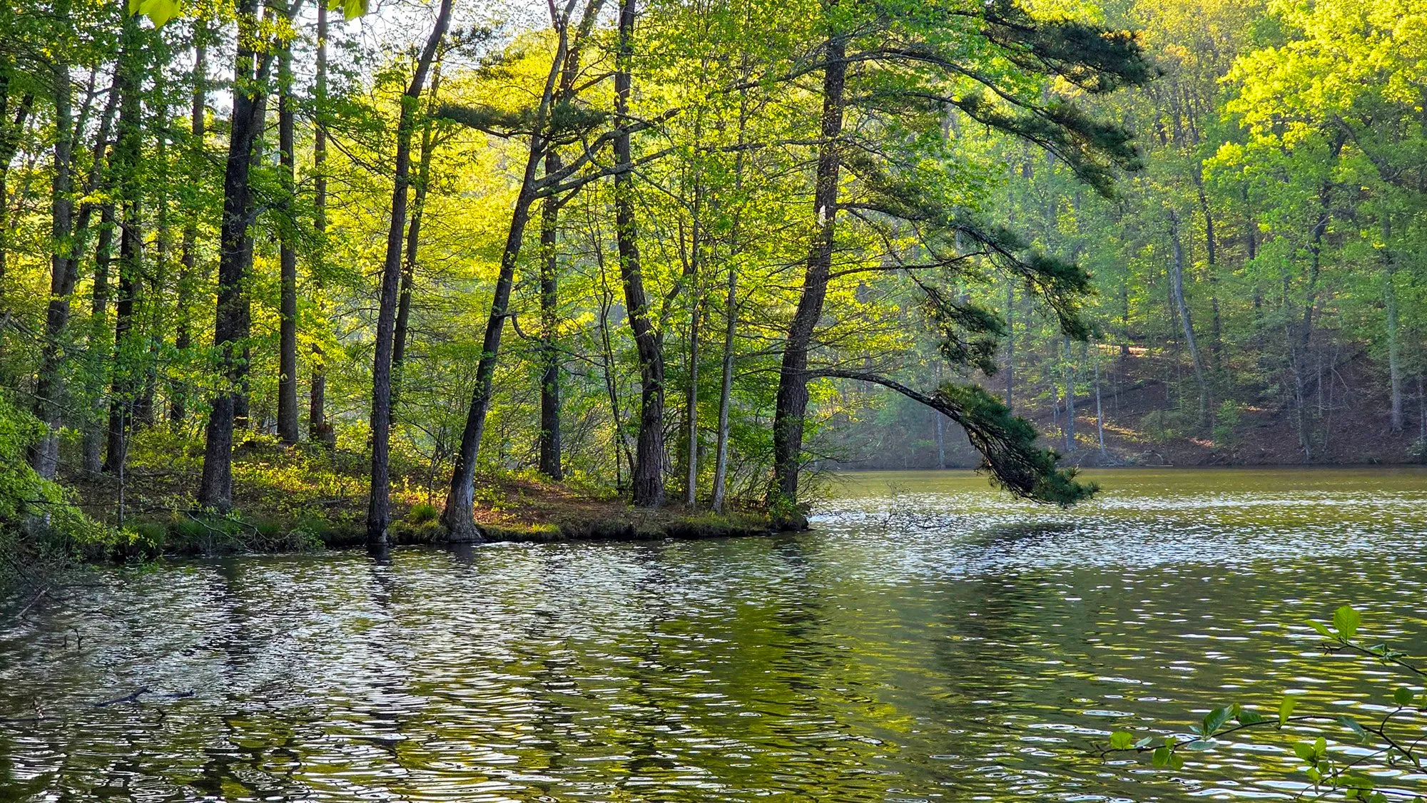 Morning sun through fresh spring leaves on a wooded point of the lake, a pine leaning low over the rippled water
