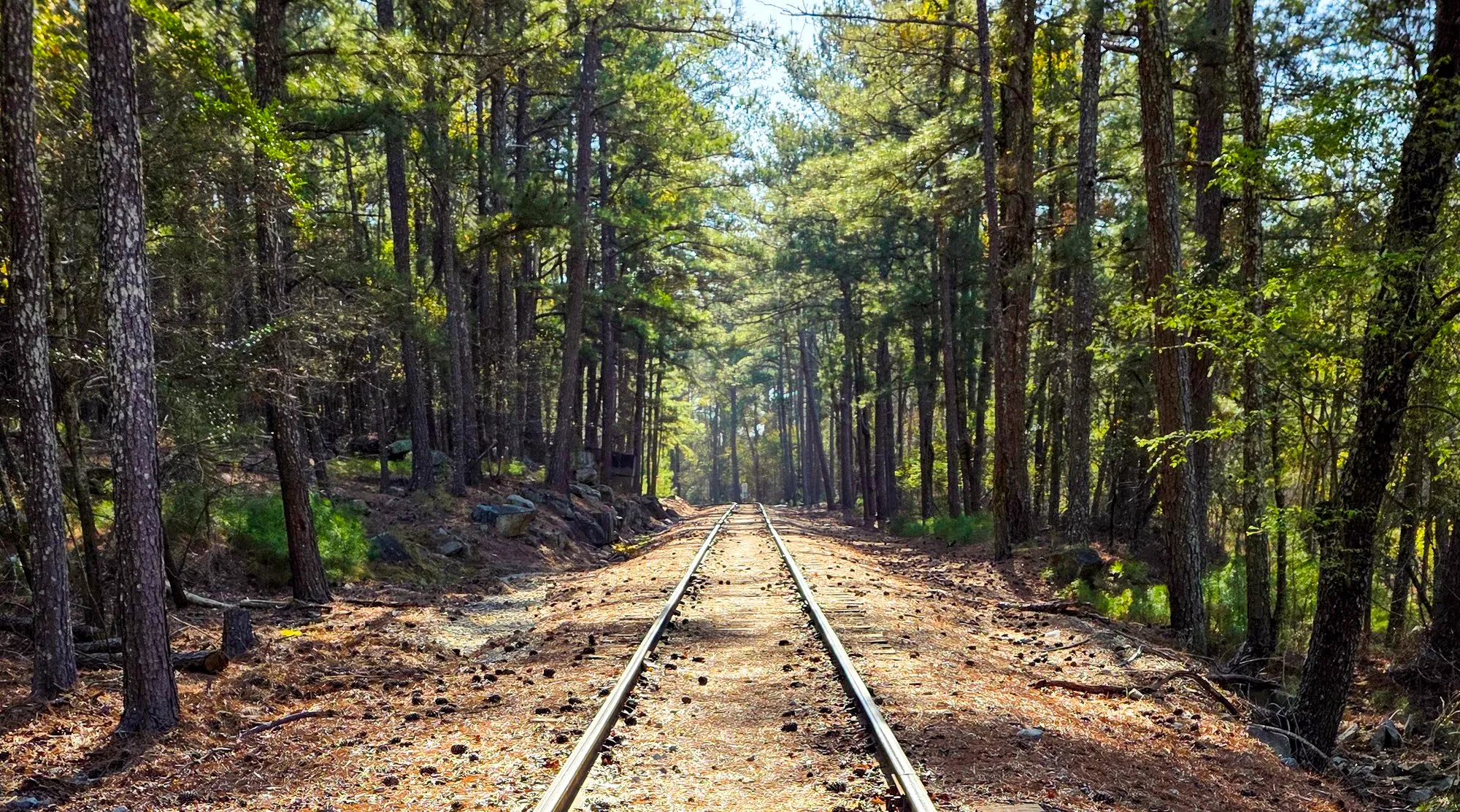 A railroad track running straight through pine woods in low morning light