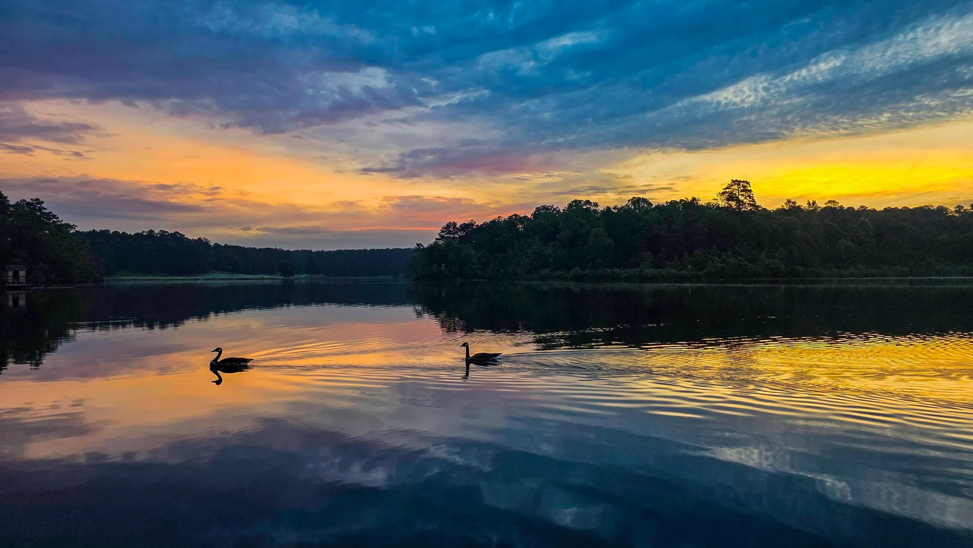 Gold and blue dawn sky over the far shore, two geese crossing the still lake, the sky mirrored
