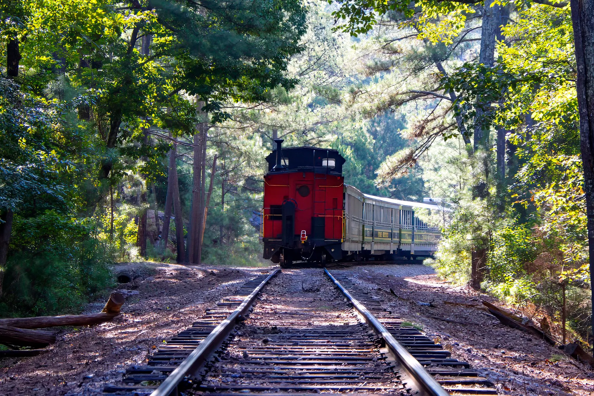 The park train's red caboose on the tracks through the pines, its passenger cars curving away ahead in the morning sun, August 24, 2024