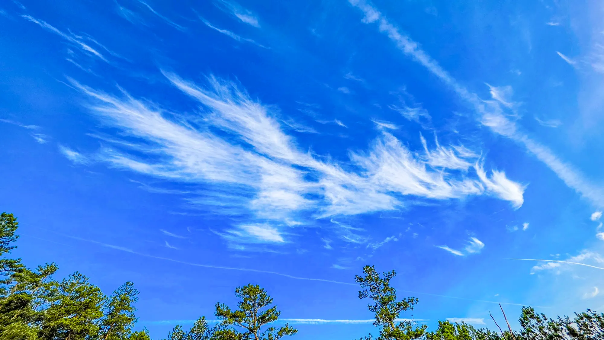 A long cirrus cloud shaped like a dragon in flight across a deep blue sky above the pine tops, contrails crossing below it