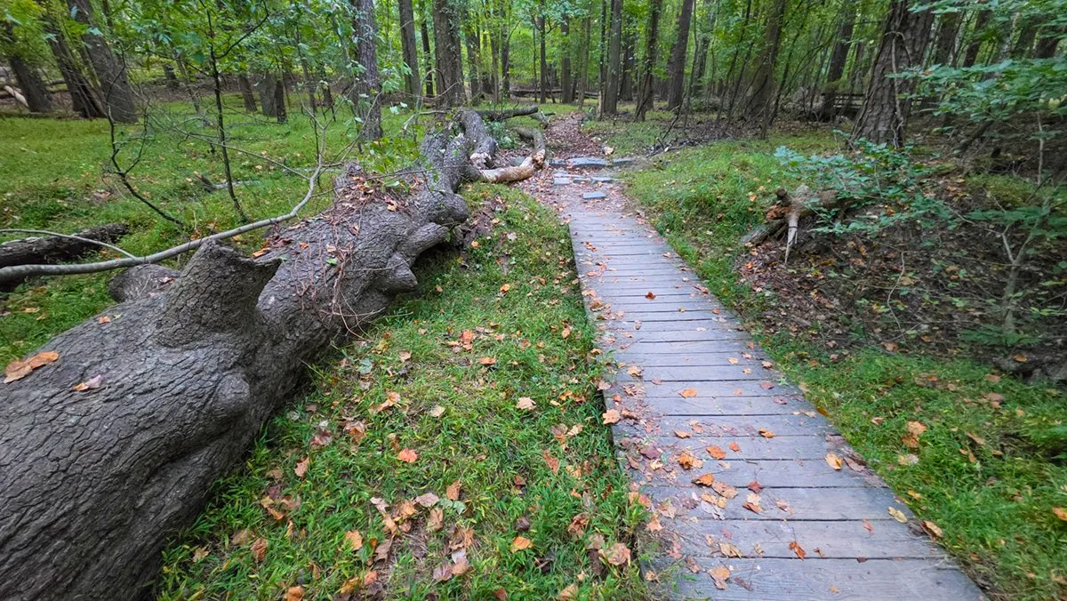 Last week's fallen tree cut and moved off the trail, its trunk lying beside the wooden boardwalk with the path through the woods clear ahead, fallen leaves on the boards and the grass